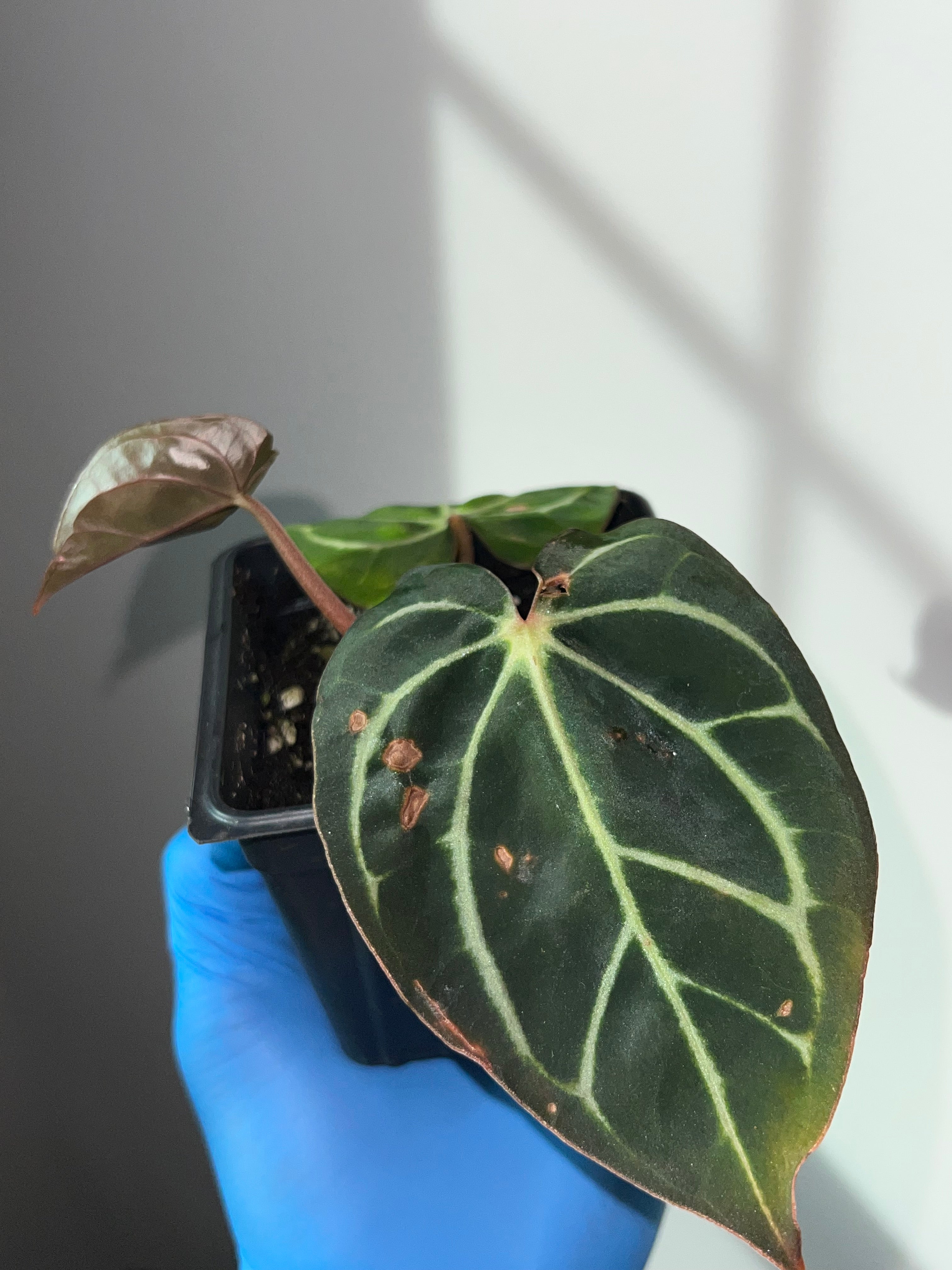 NSE anthurium carlablackiae