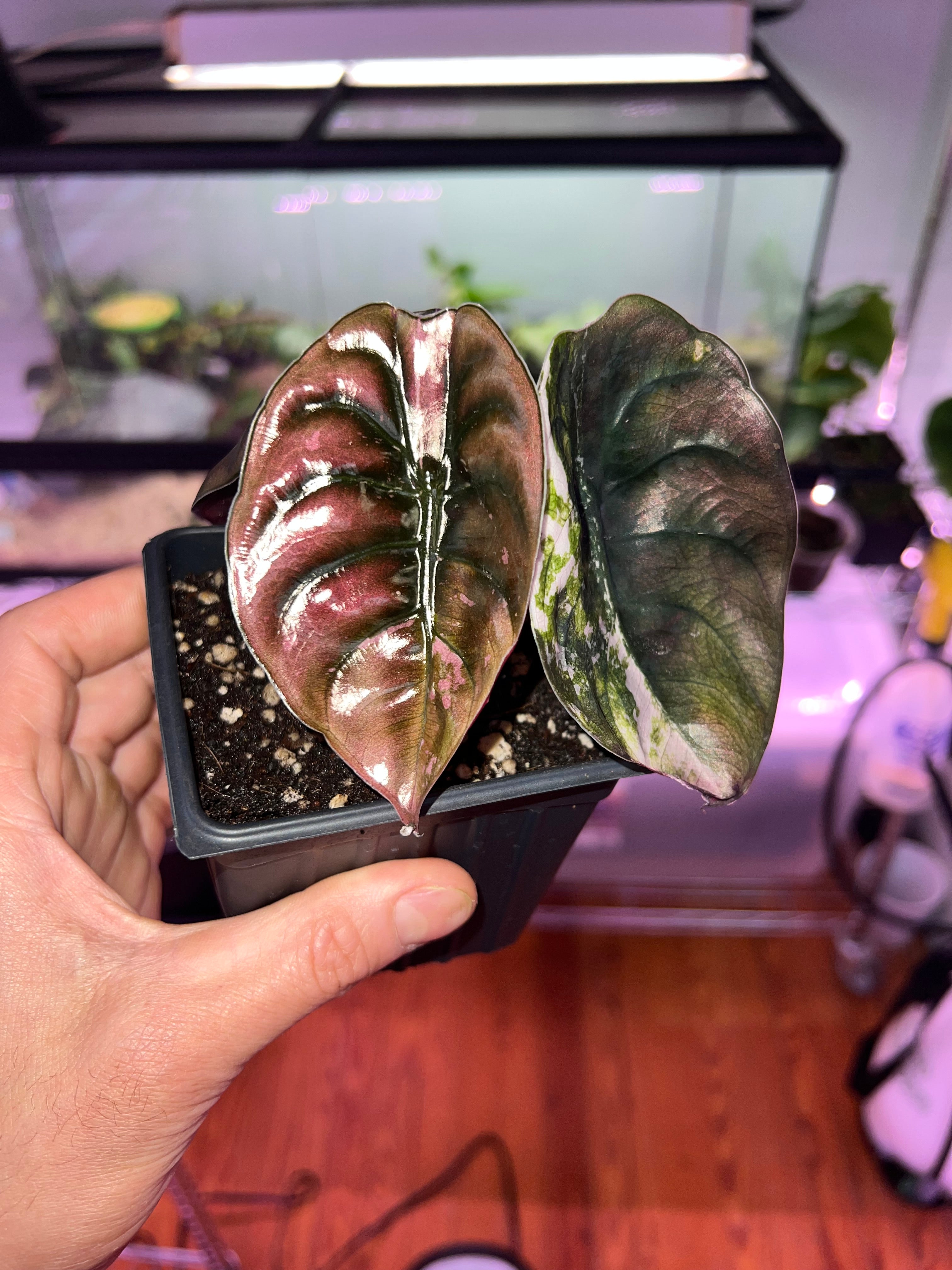 Alocasia True Pink Variegated Cuprea