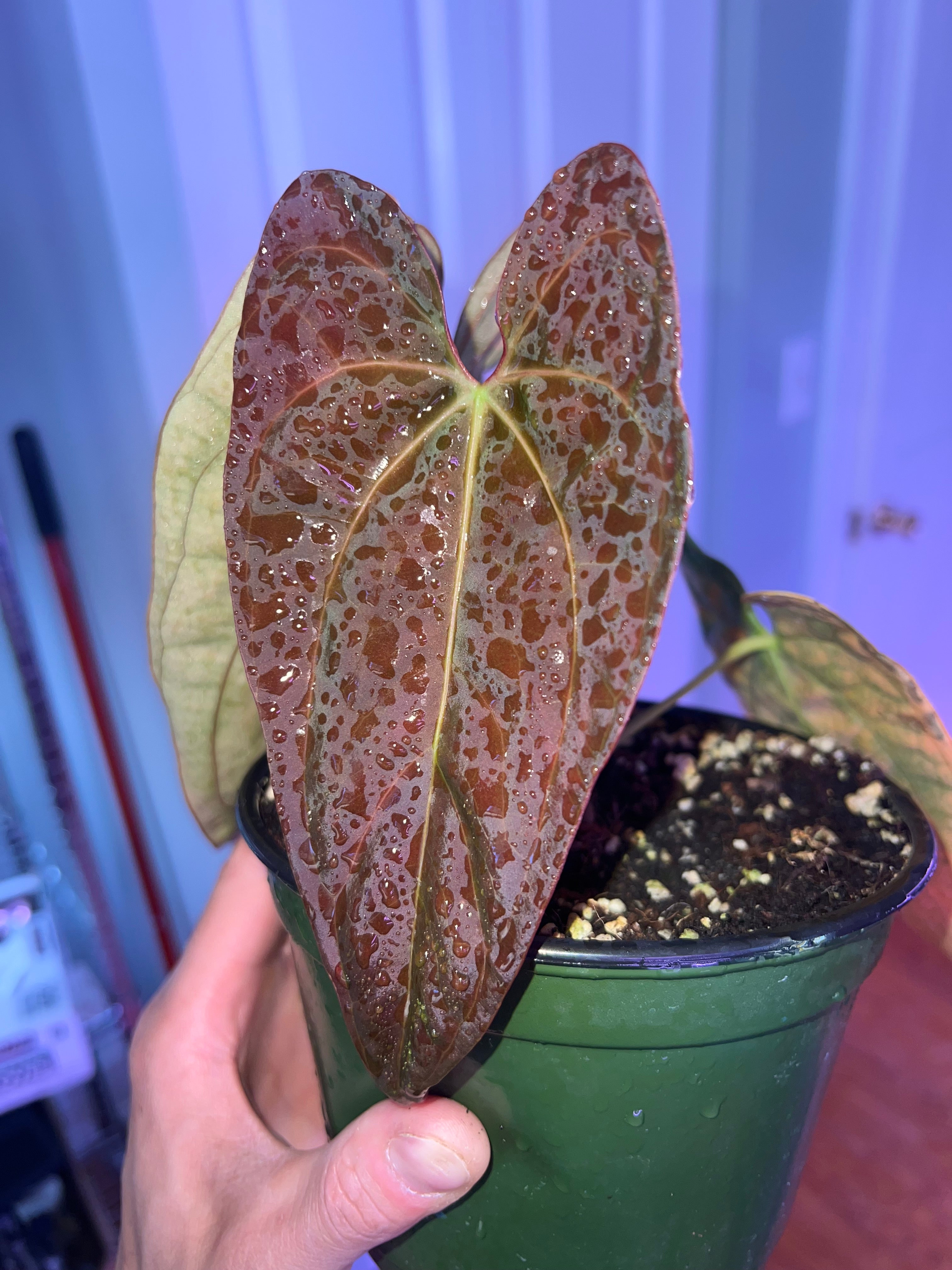 anthurium papillilaminum