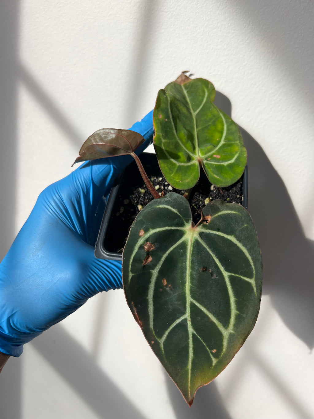 NSE anthurium carlablackiae