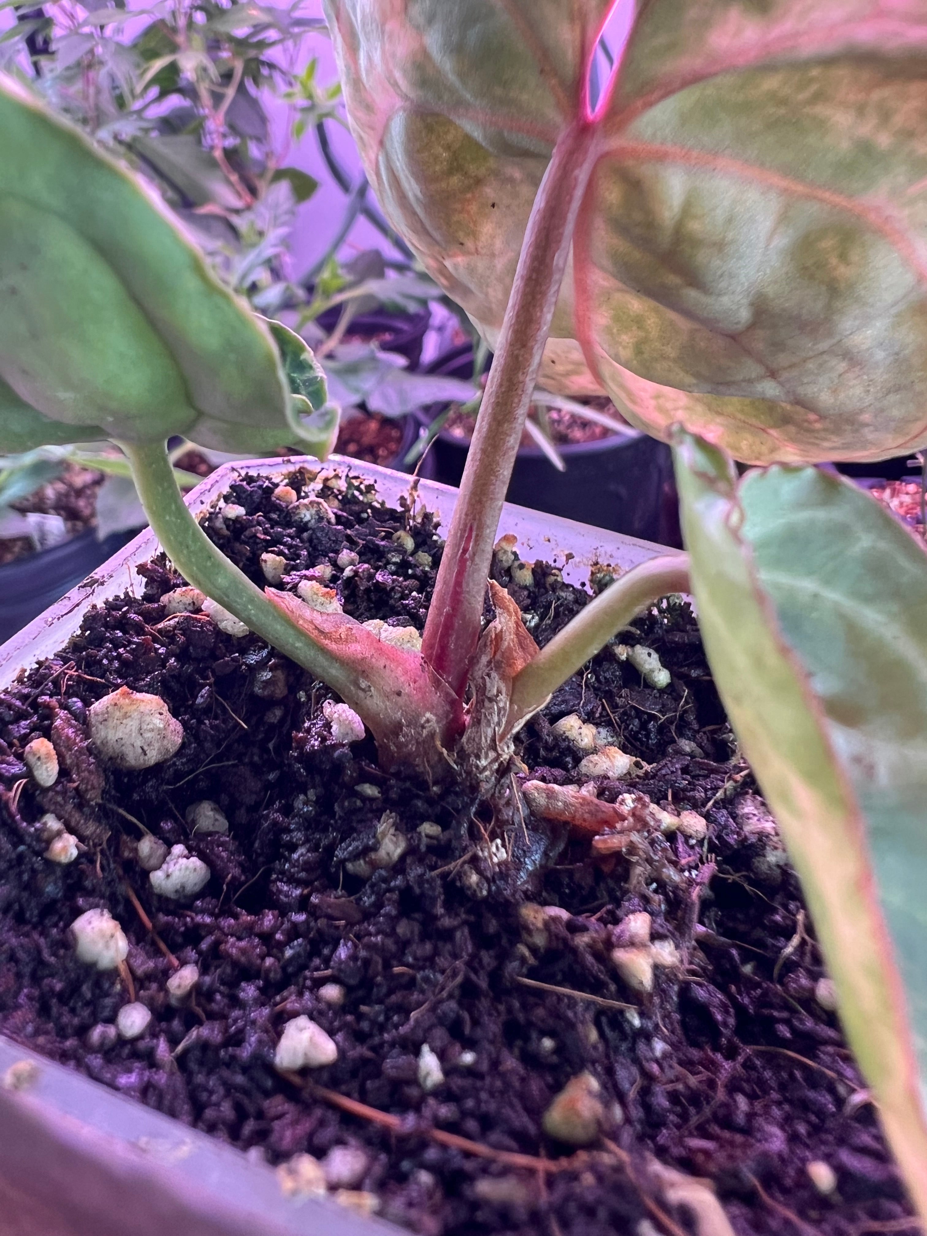 variegated crystallinum