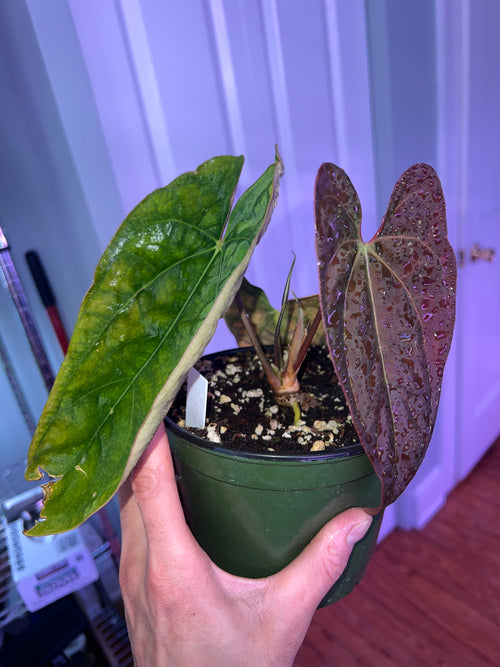 anthurium papillilaminum