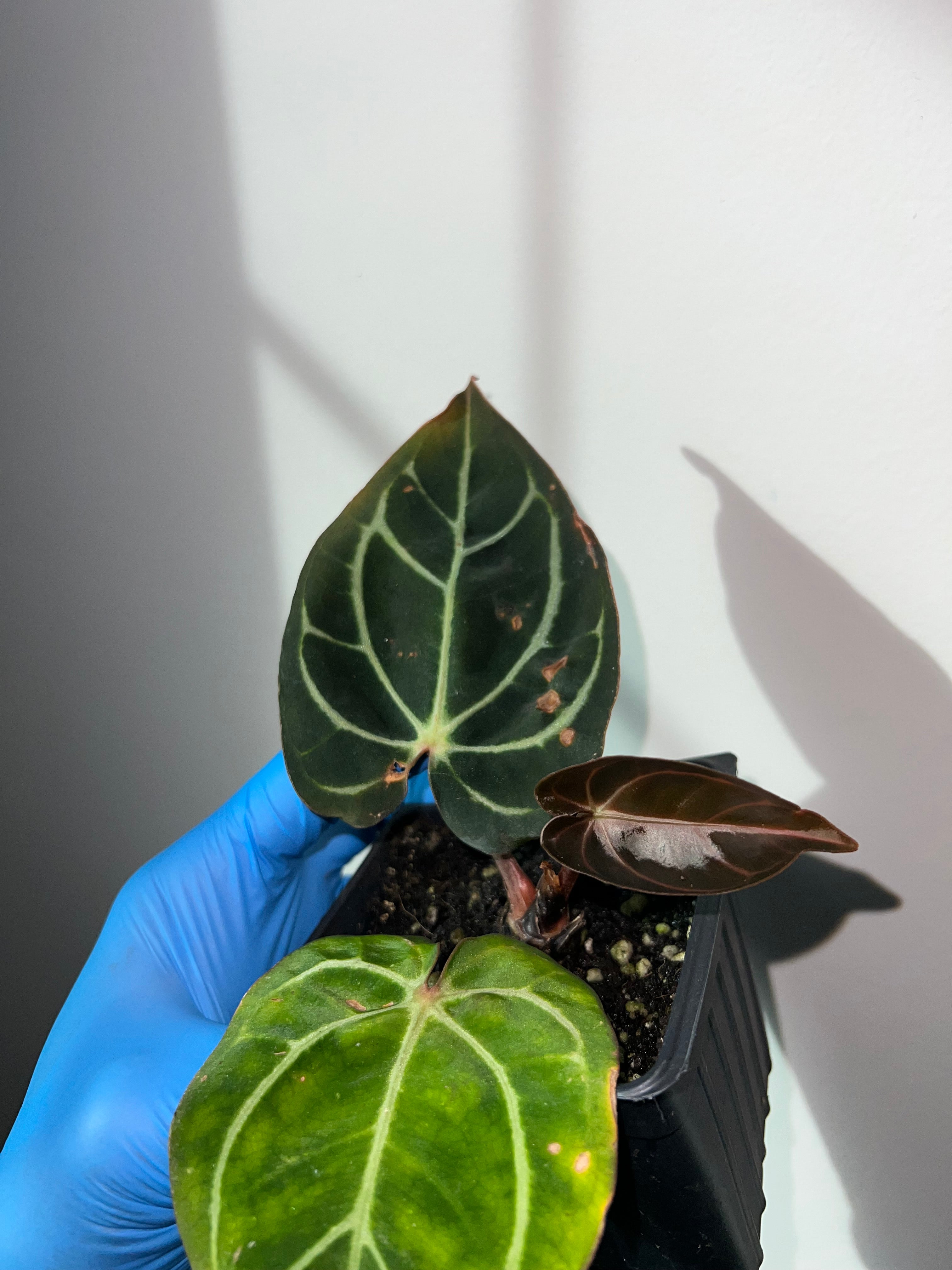 NSE anthurium carlablackiae