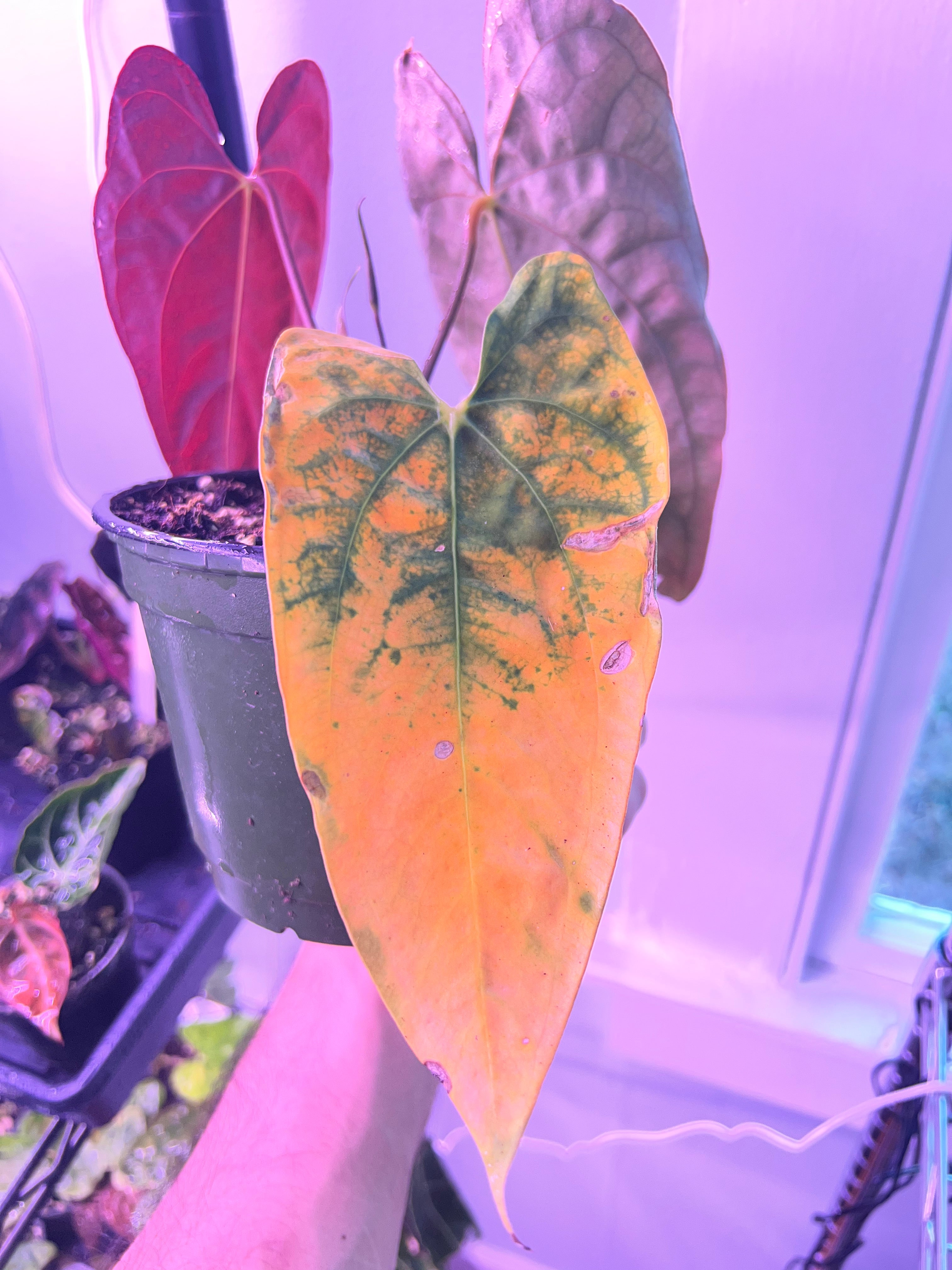 anthurium papillilaminum