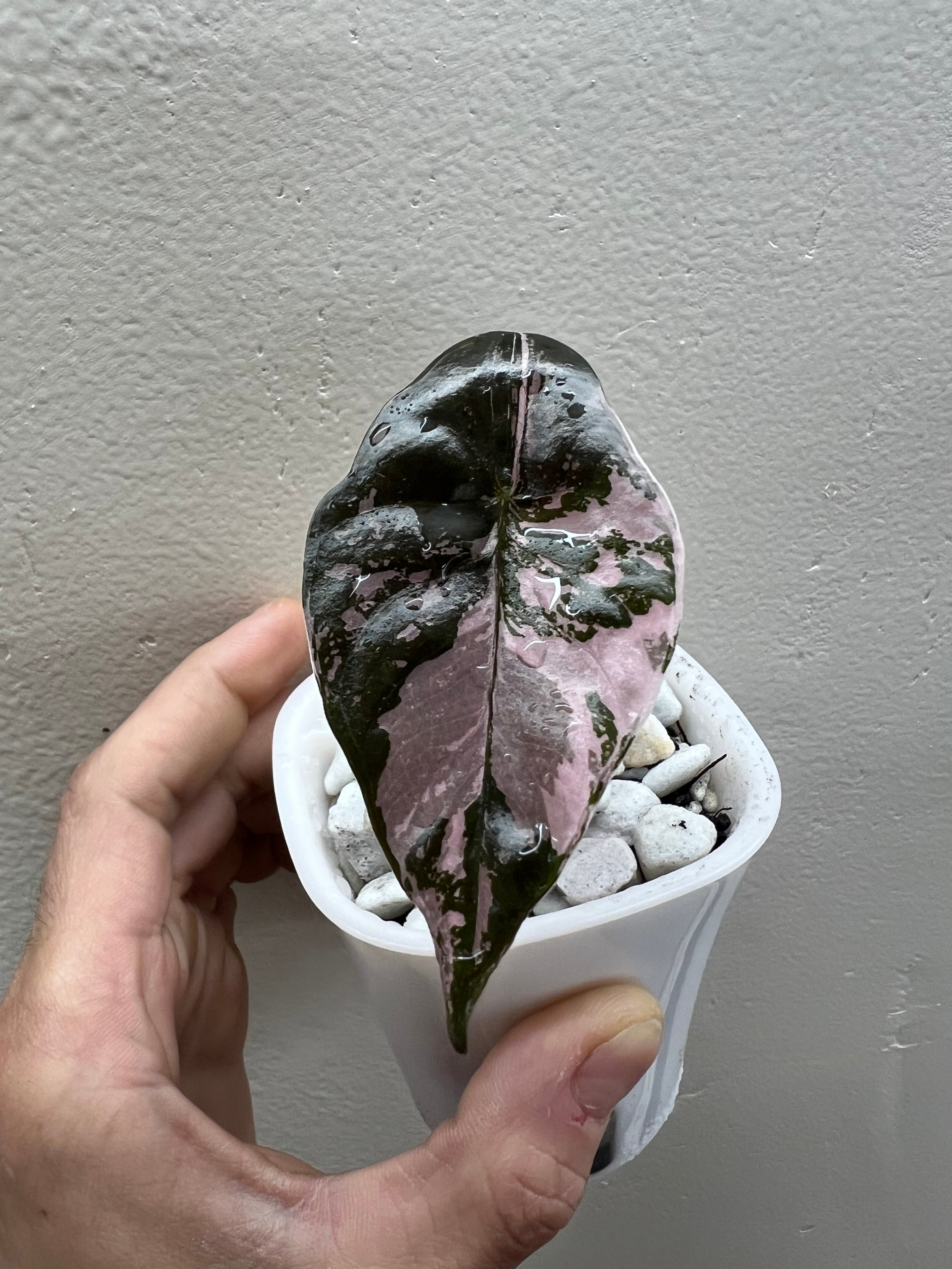 alocasia pink chantrieri