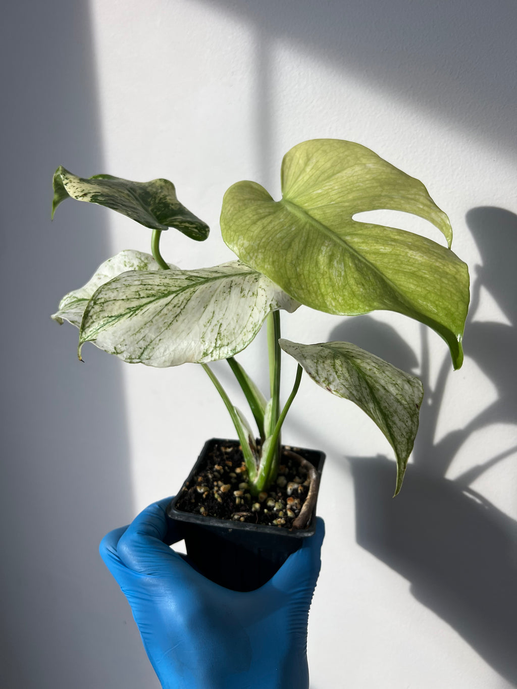 monstera mint