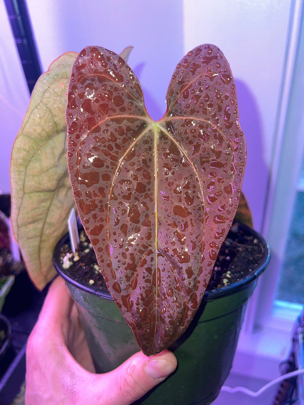 anthurium papillilaminum