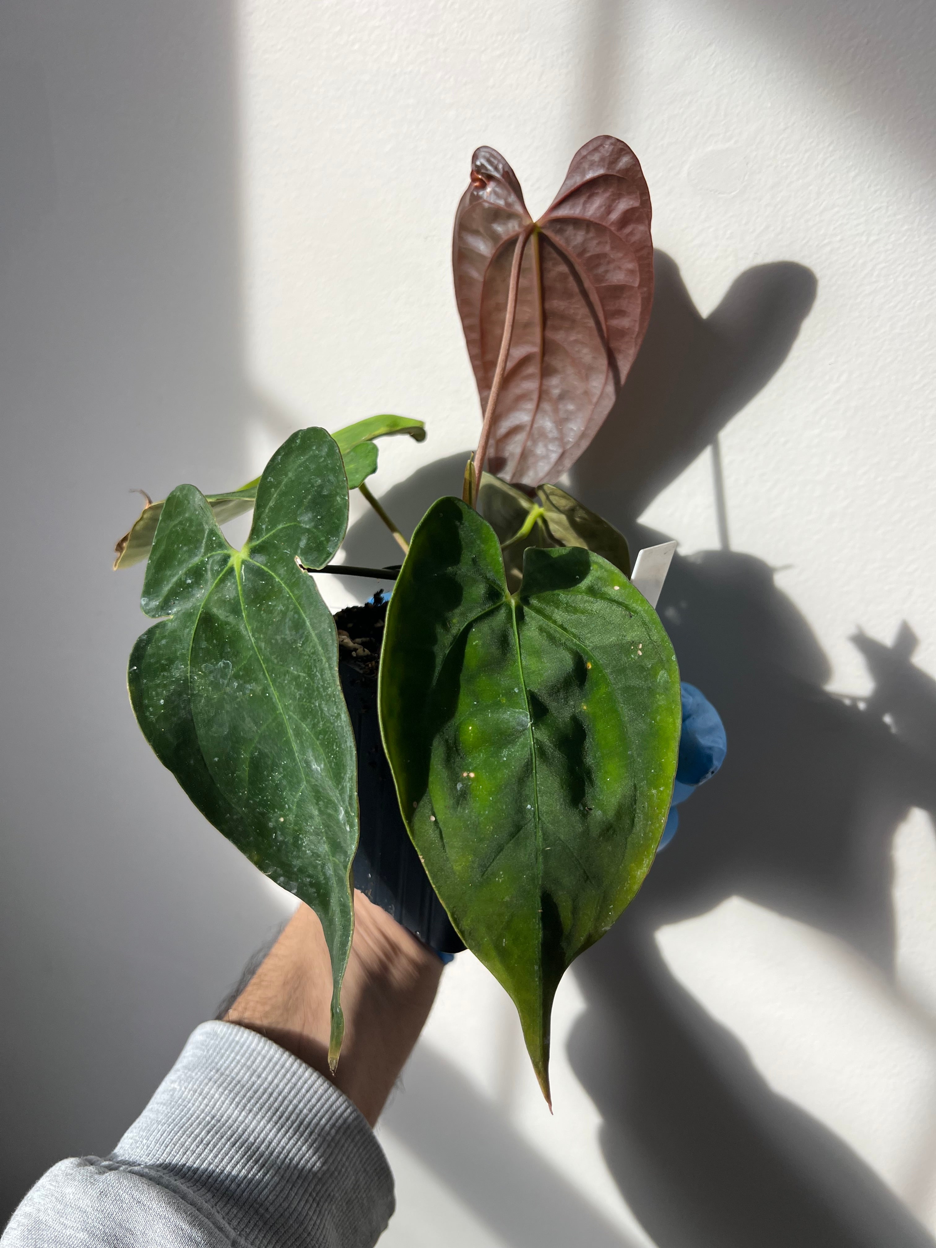 anthurium papillilaminum