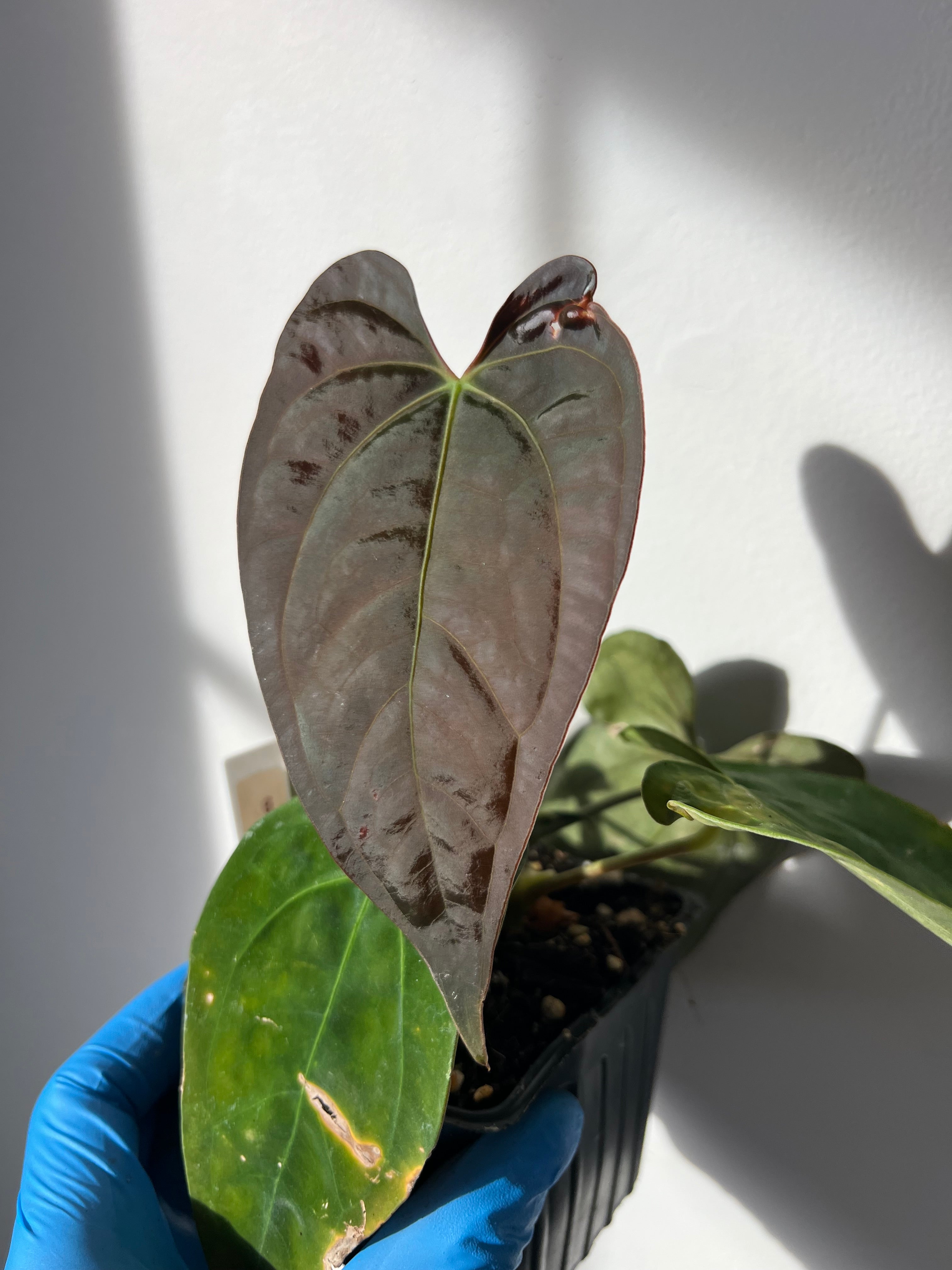 anthurium papillilaminum