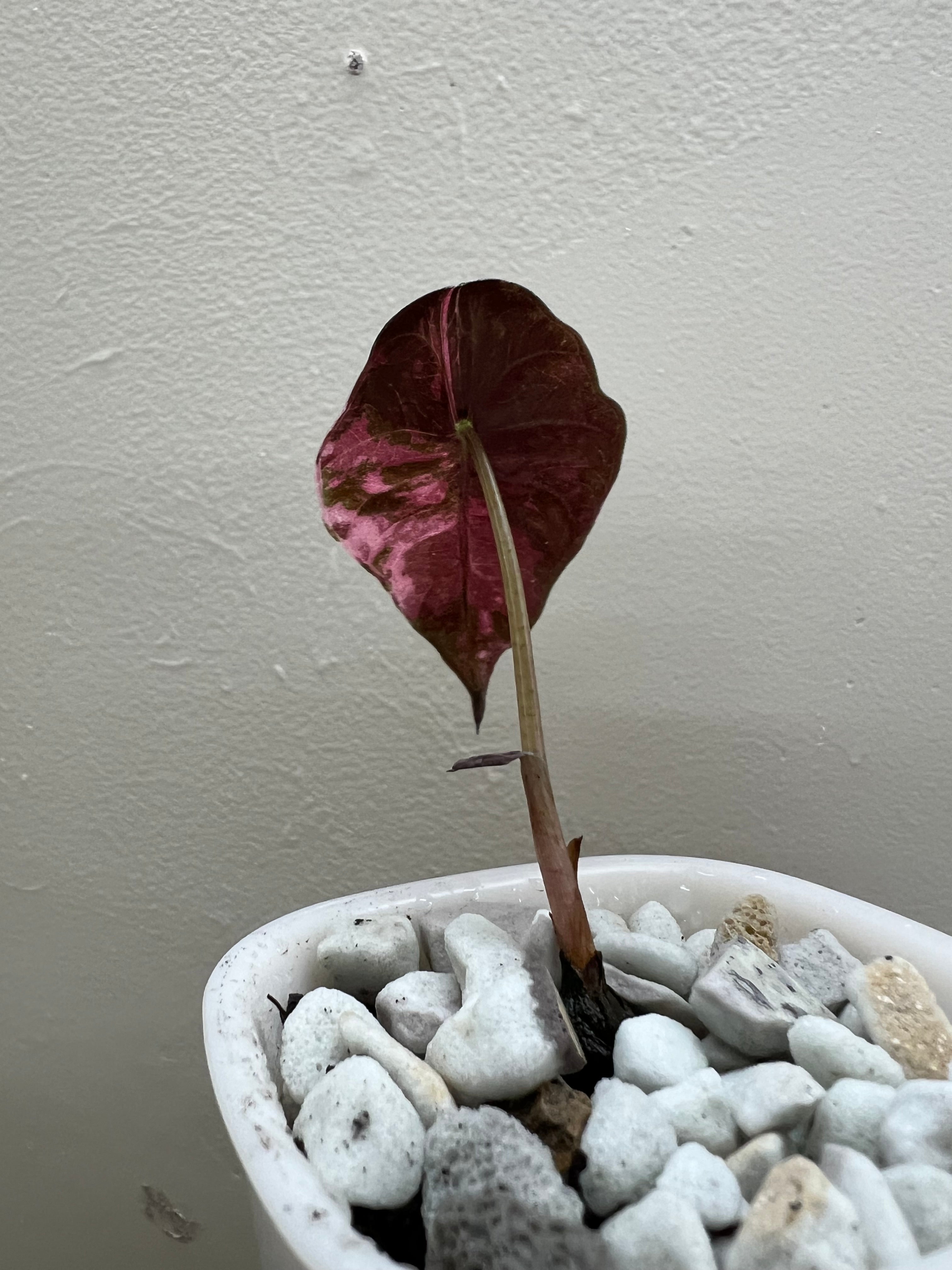 alocasia pink chantrieri
