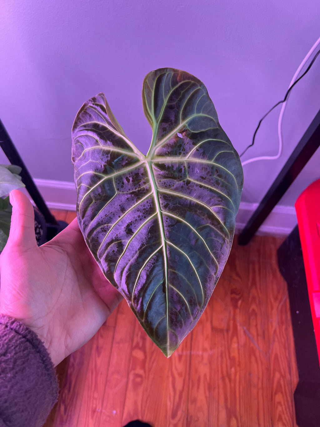 anthurium regale