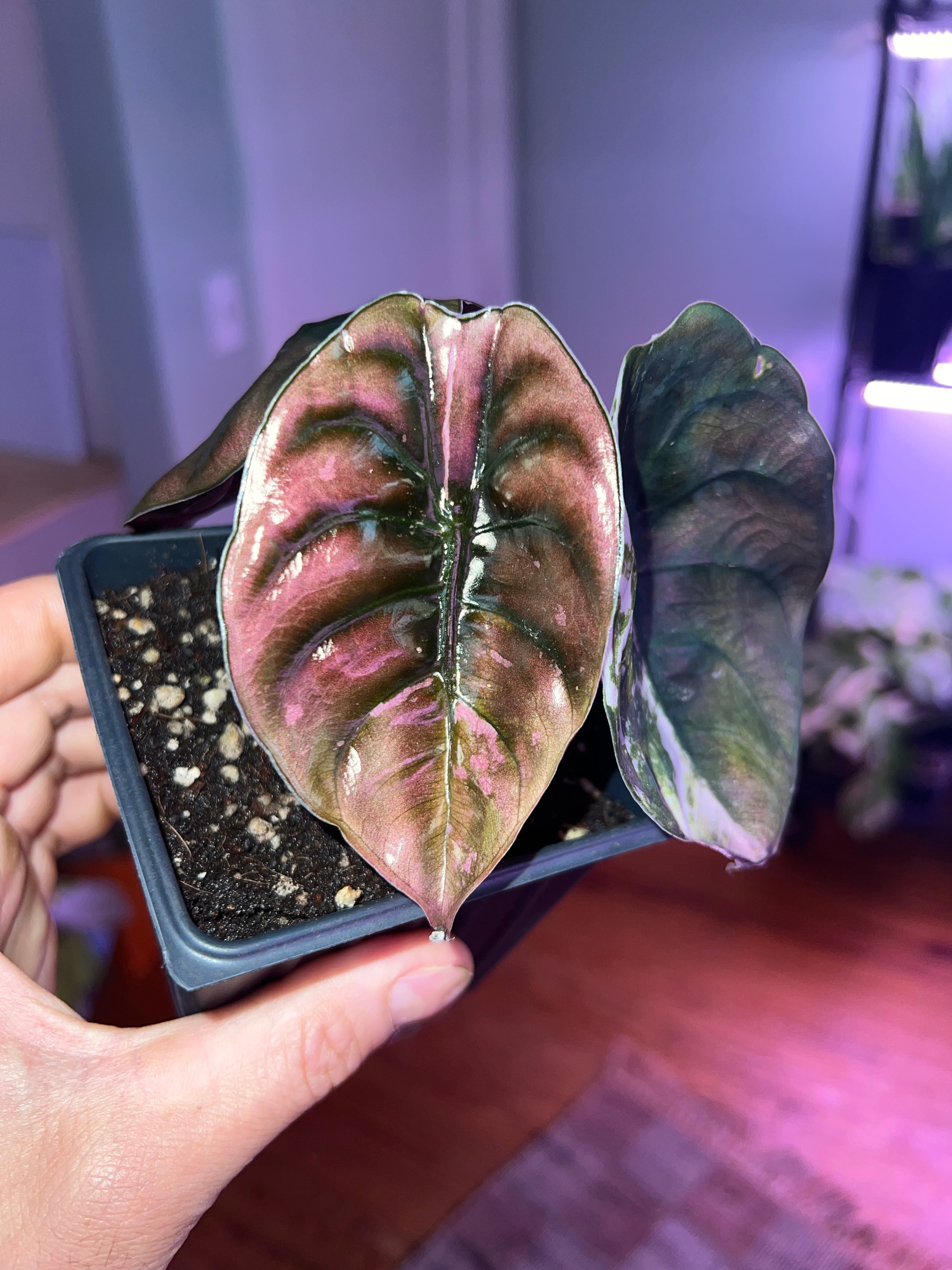 Alocasia True Pink Variegated Cuprea