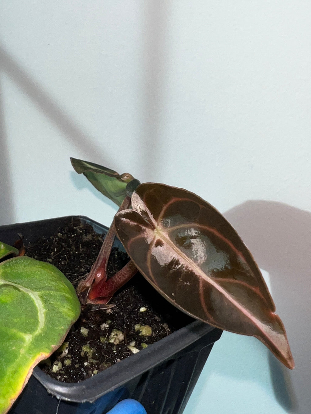 NSE anthurium carlablackiae