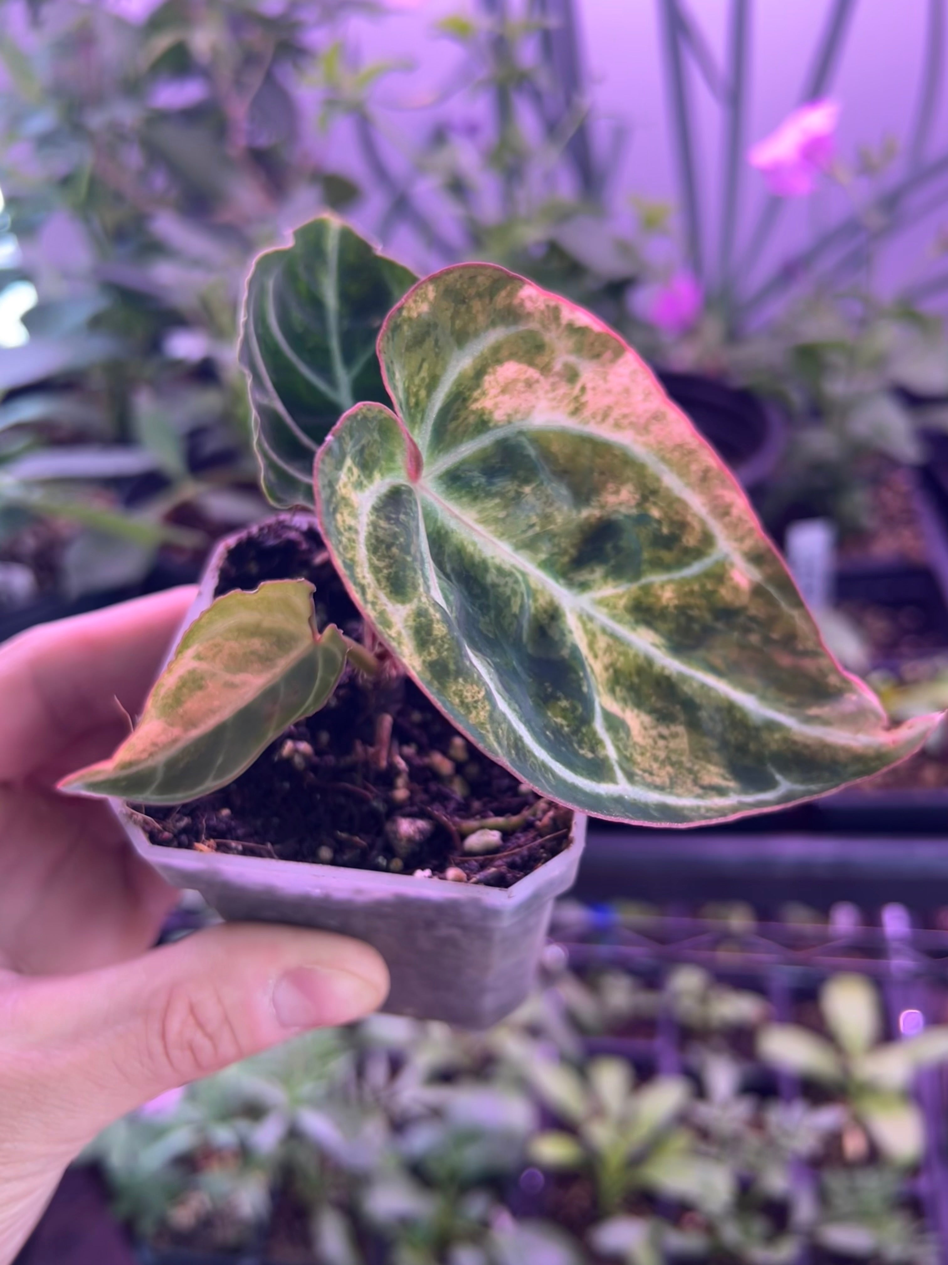 variegated crystallinum