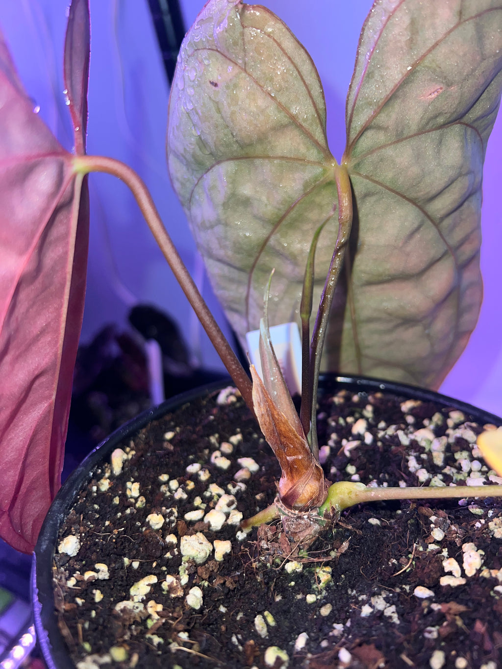 anthurium papillilaminum