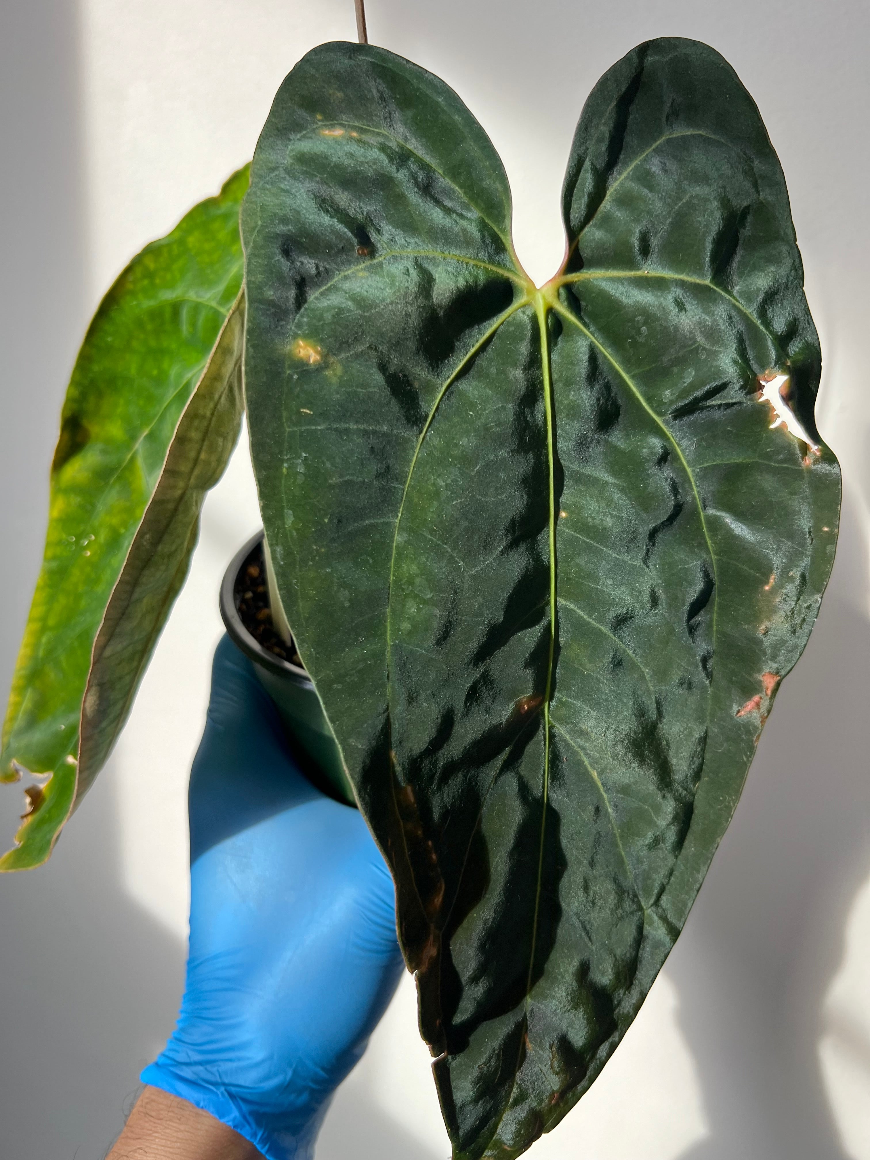 anthurium papillilaminum