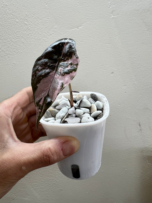 alocasia pink chantrieri