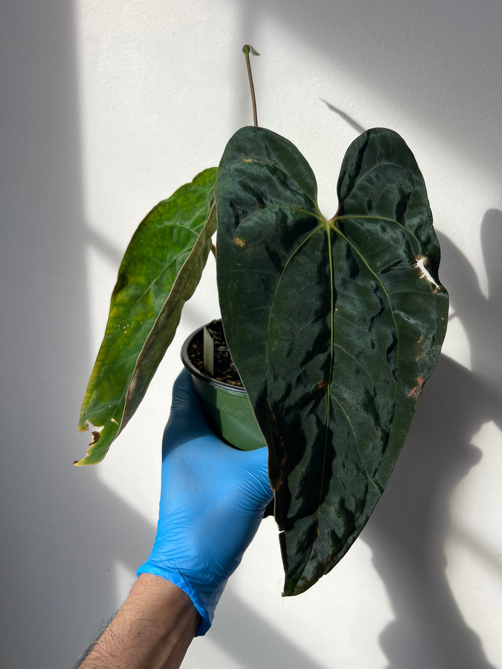 anthurium papillilaminum