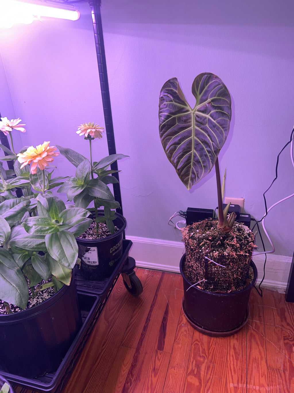 anthurium regale
