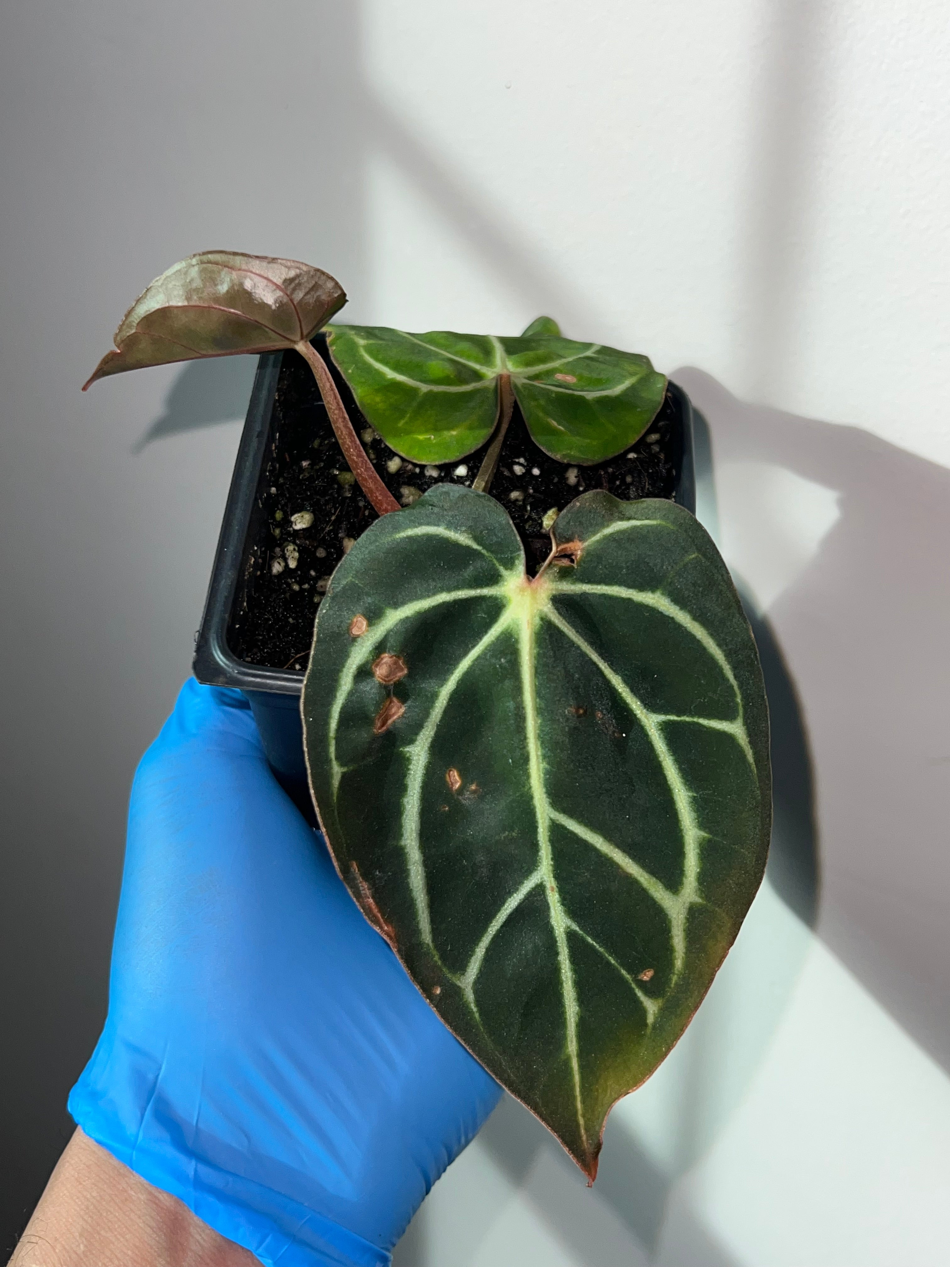 NSE anthurium carlablackiae