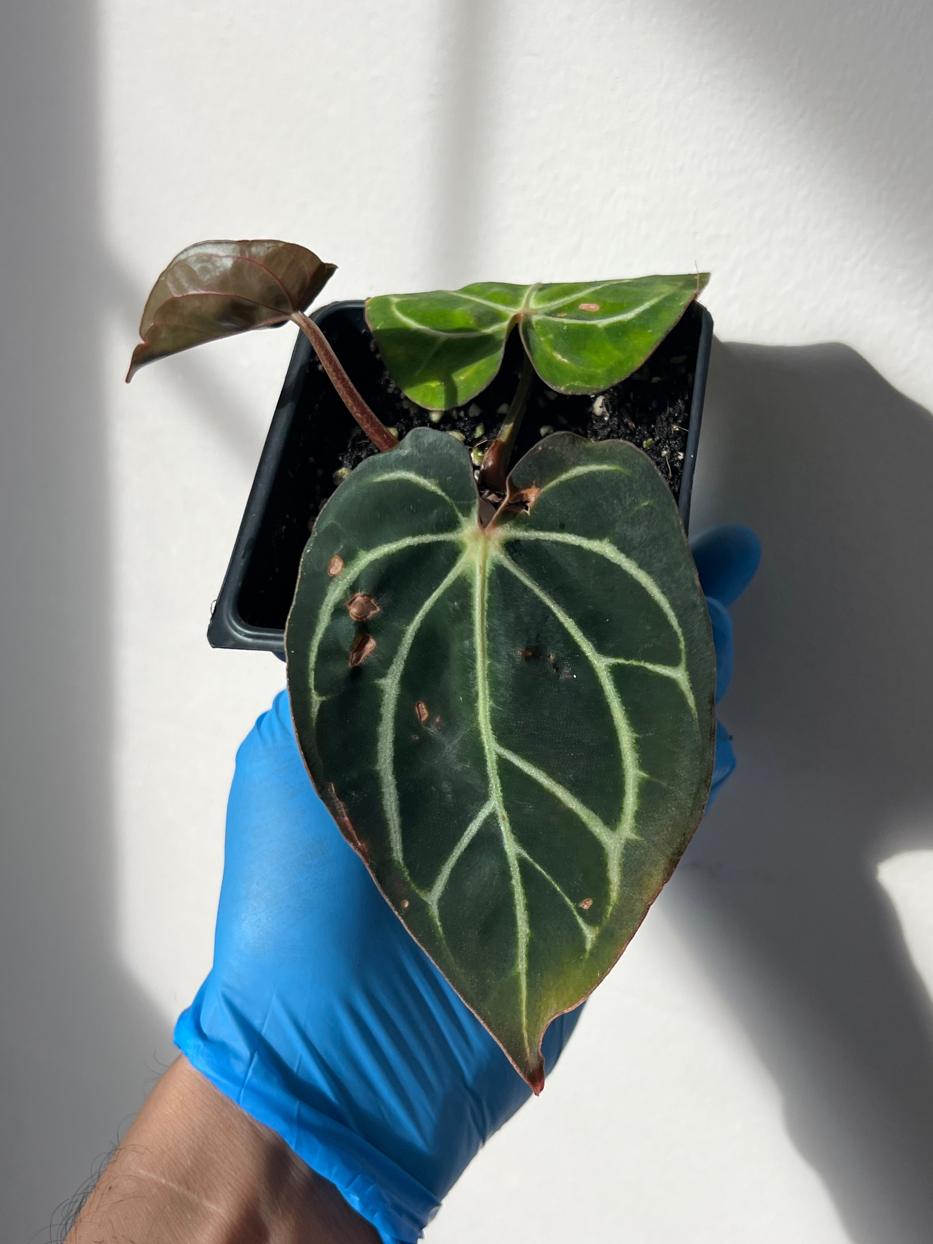NSE anthurium carlablackiae