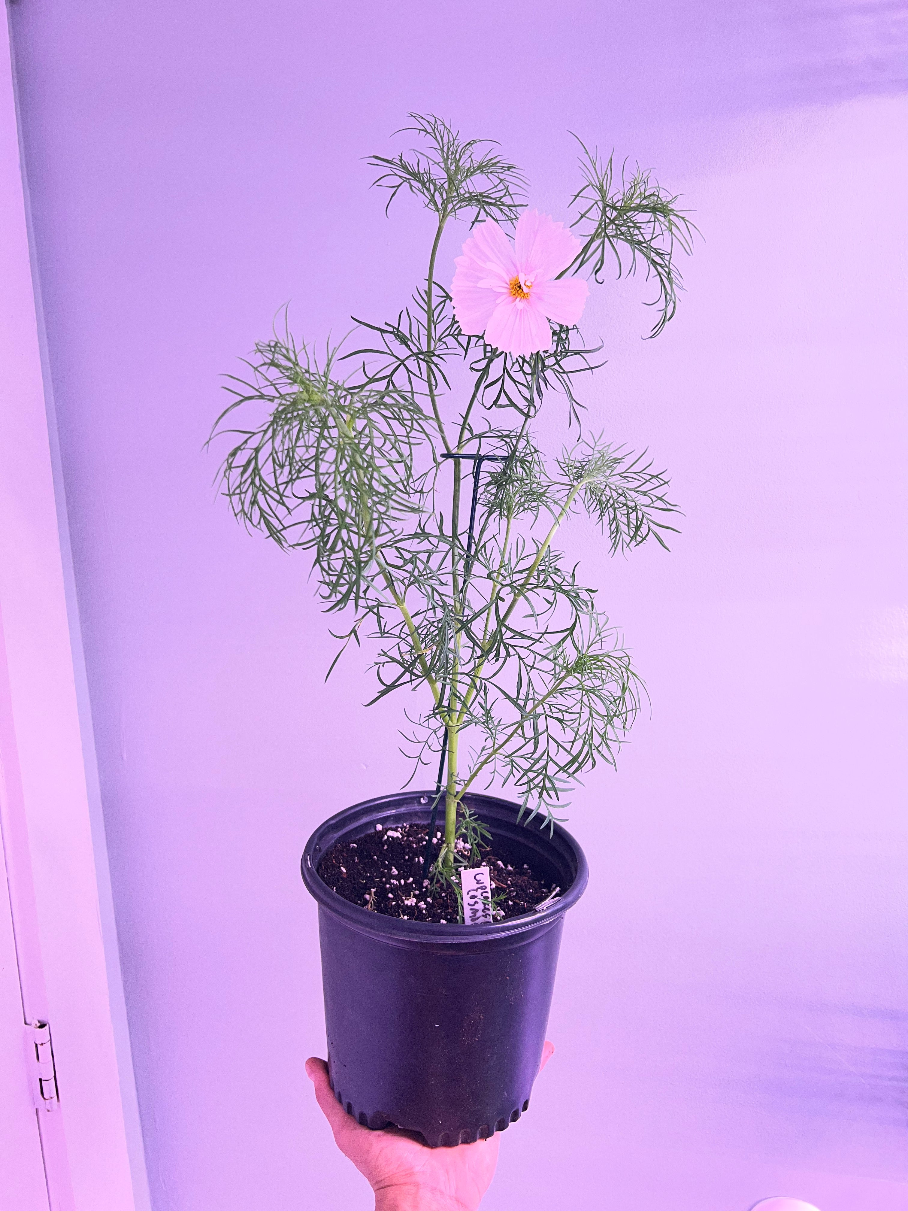 cupcake blush cosmos