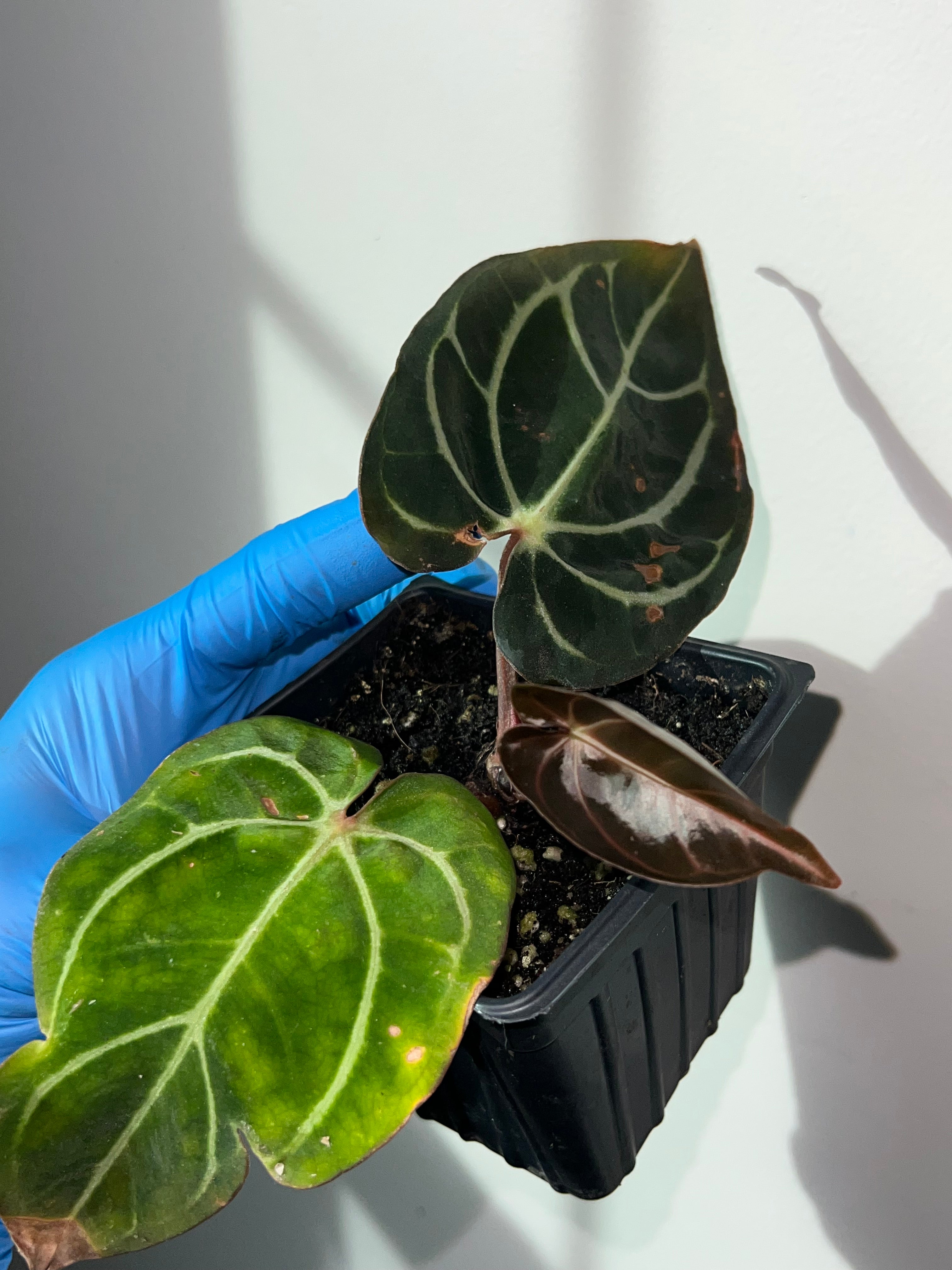 NSE anthurium carlablackiae