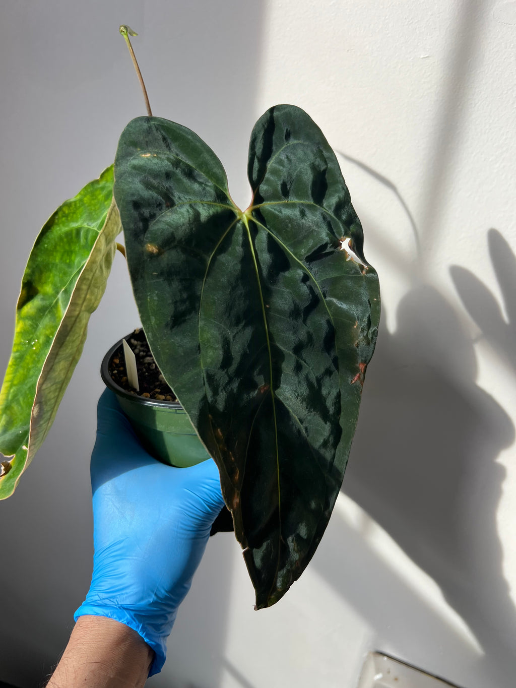 anthurium papillilaminum