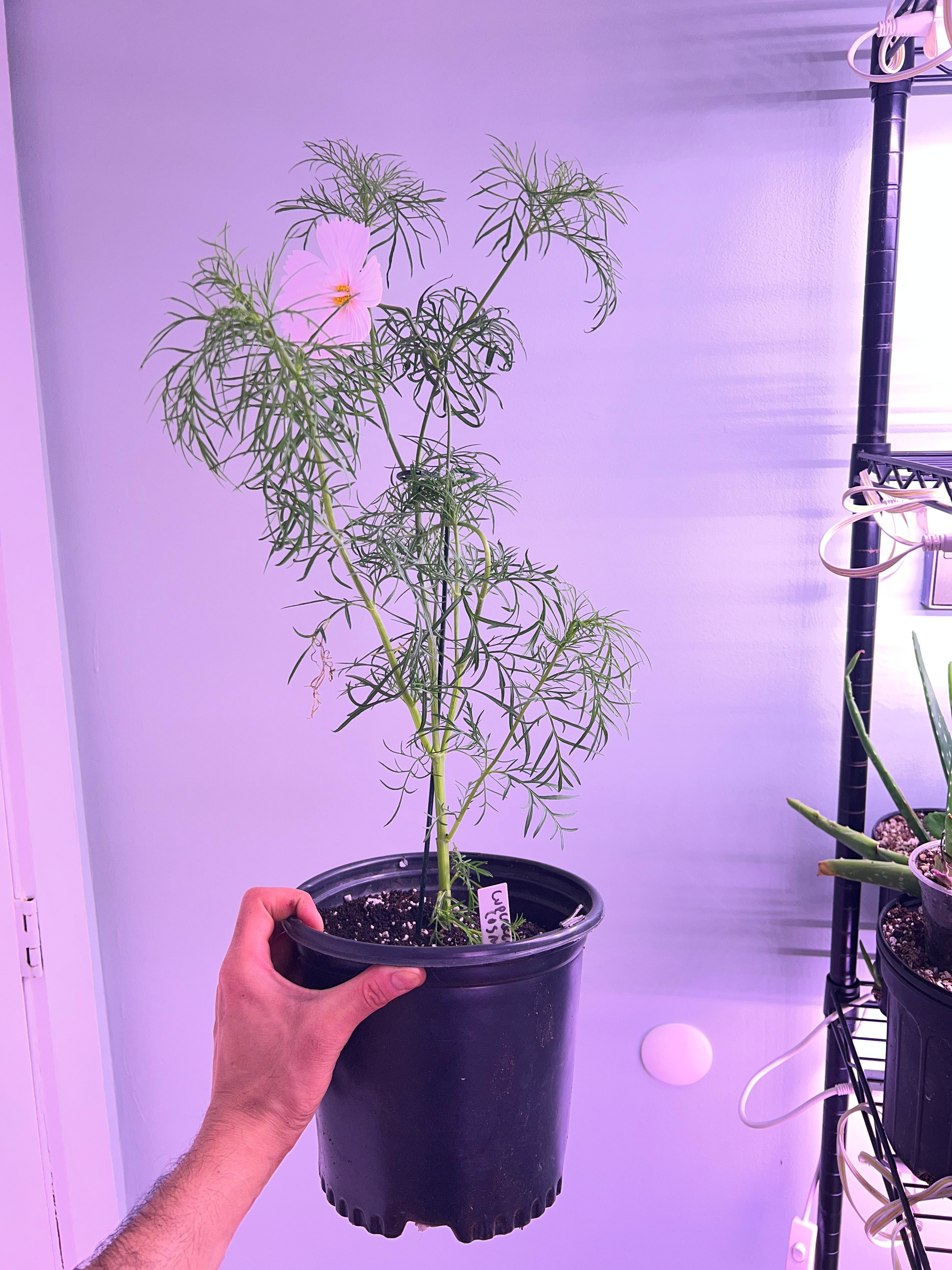 cupcake blush cosmos