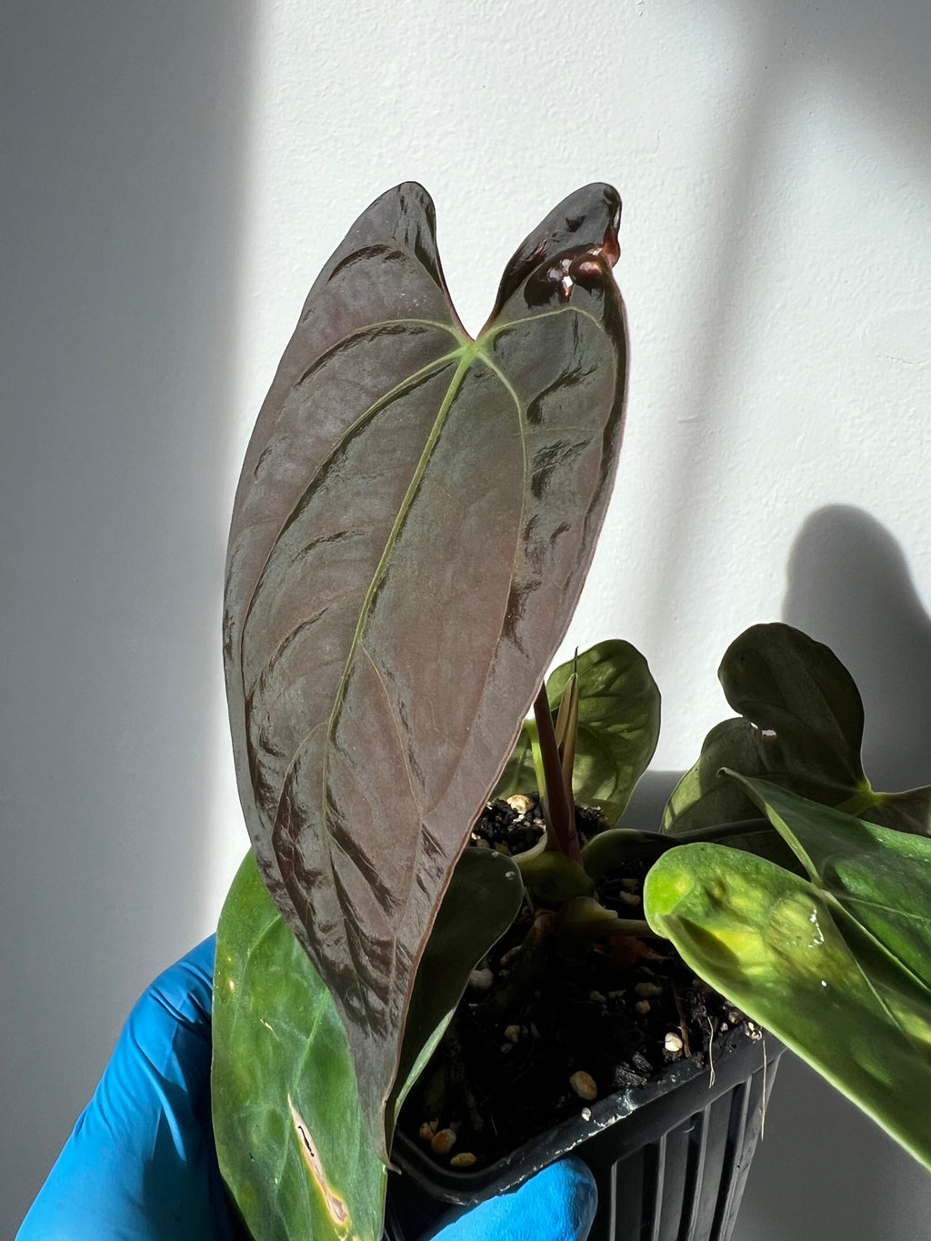anthurium papillilaminum
