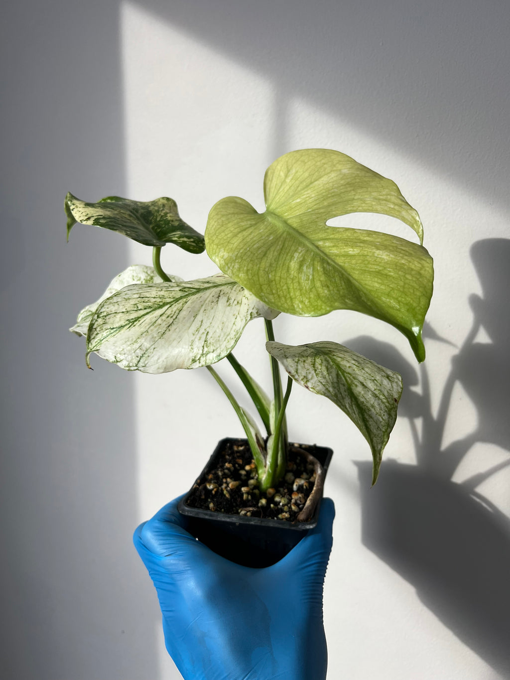 monstera mint