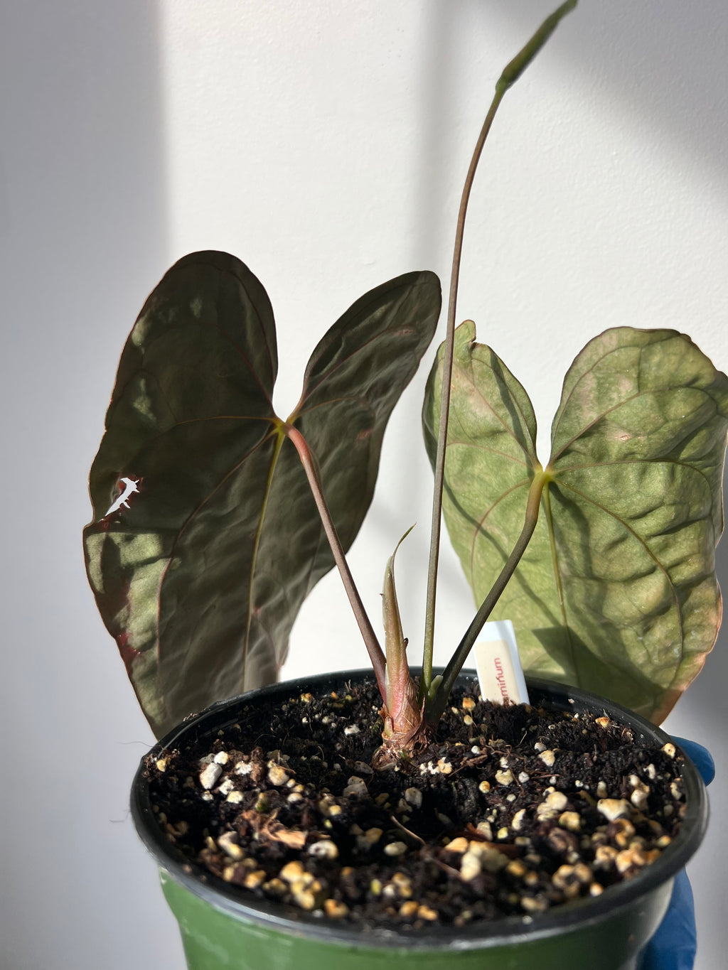 anthurium papillilaminum
