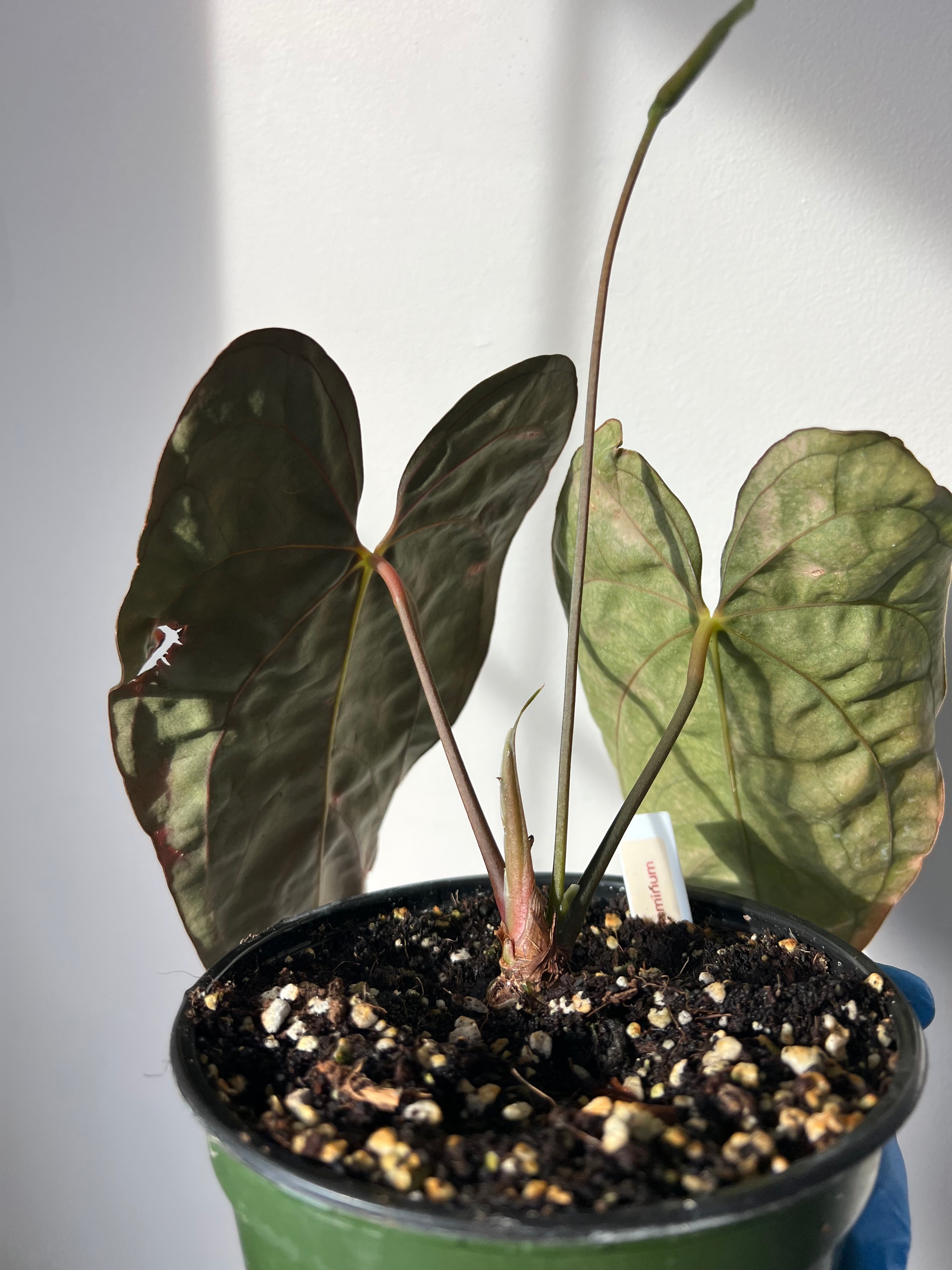 anthurium papillilaminum