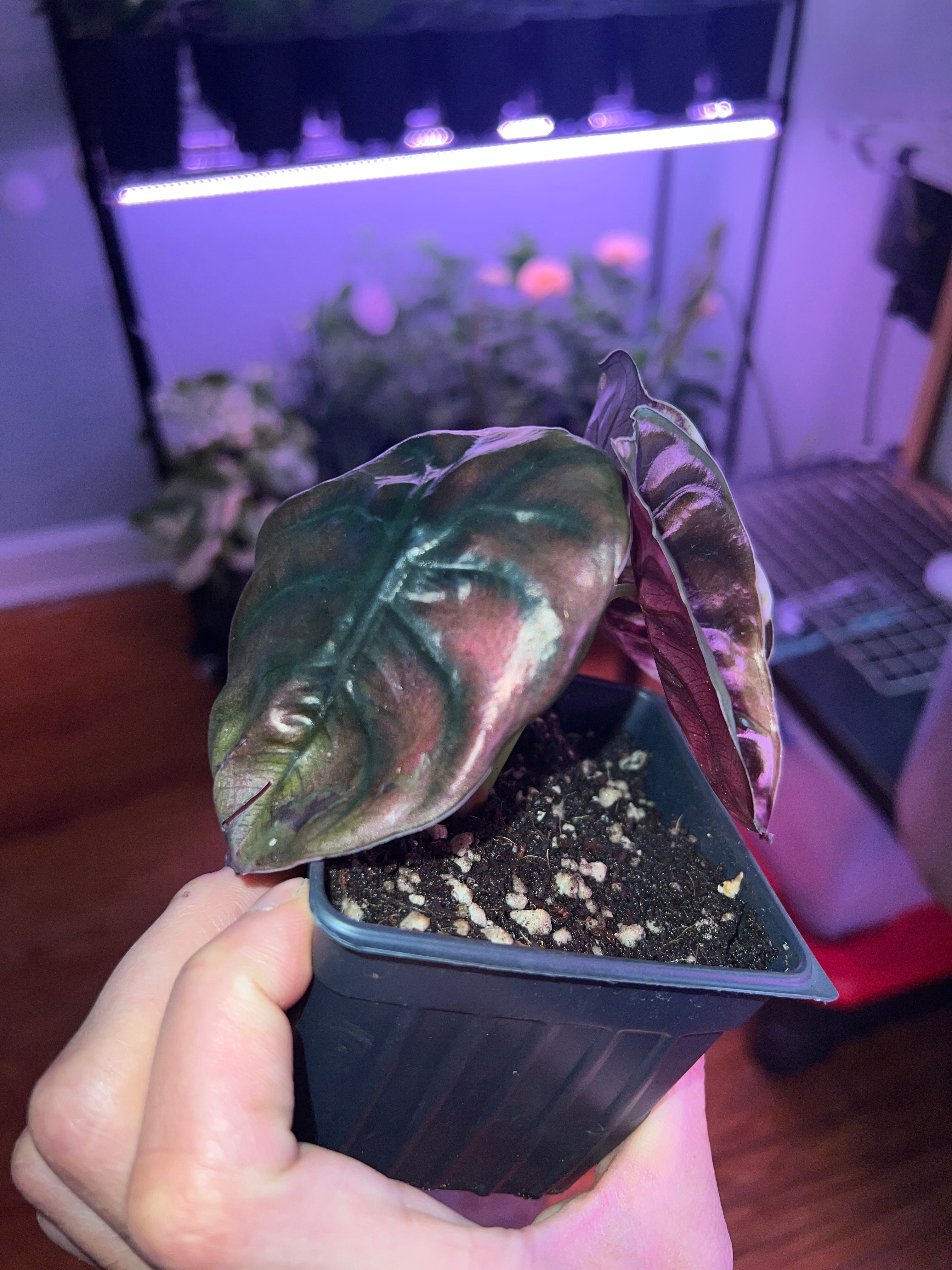 Alocasia True Pink Variegated Cuprea