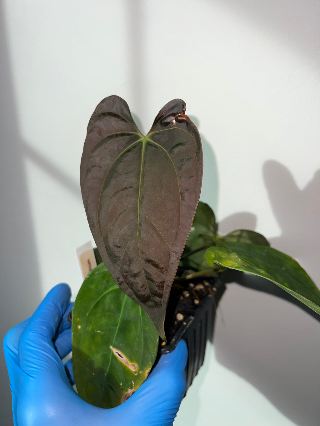 anthurium papillilaminum