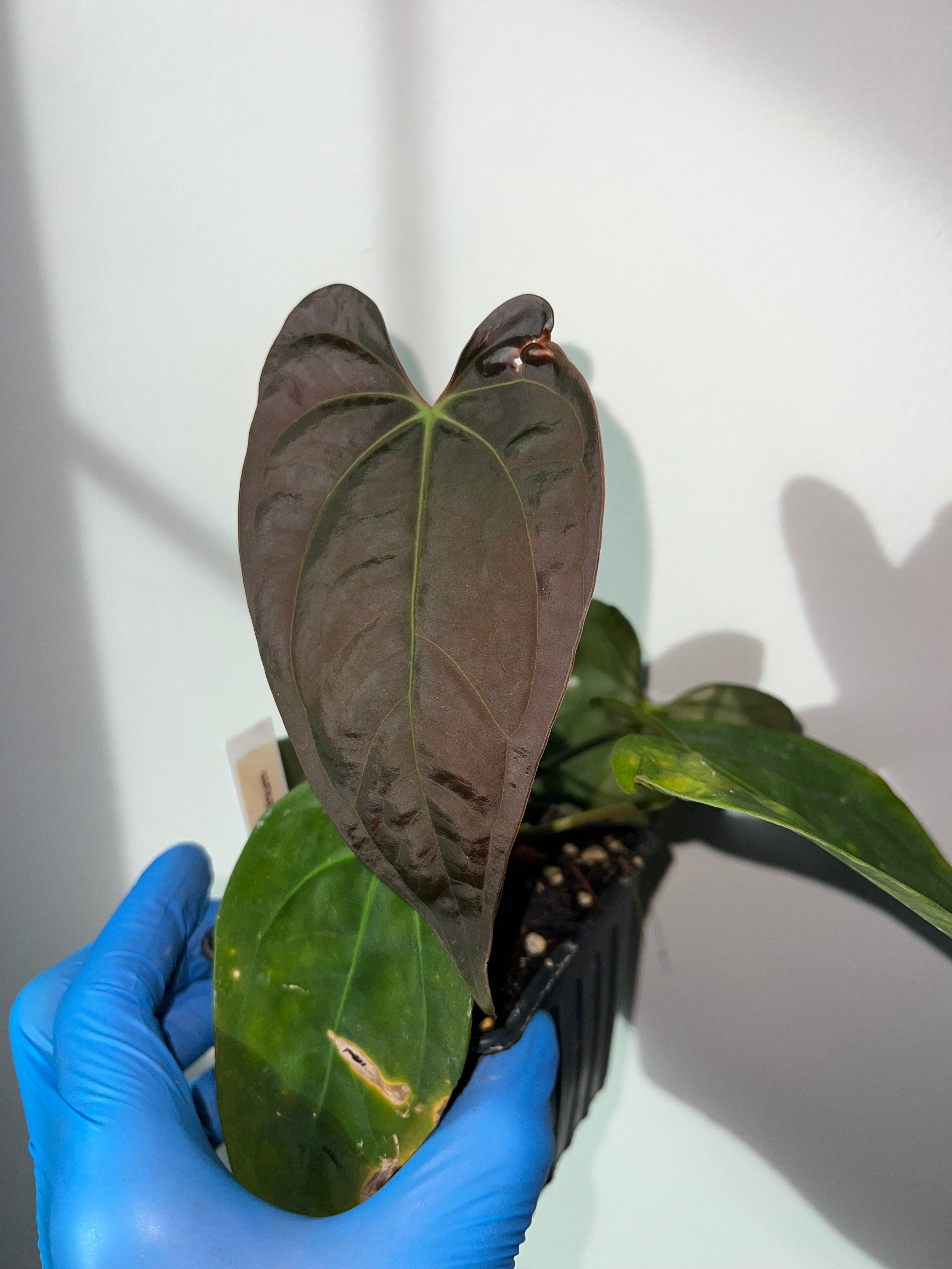 anthurium papillilaminum