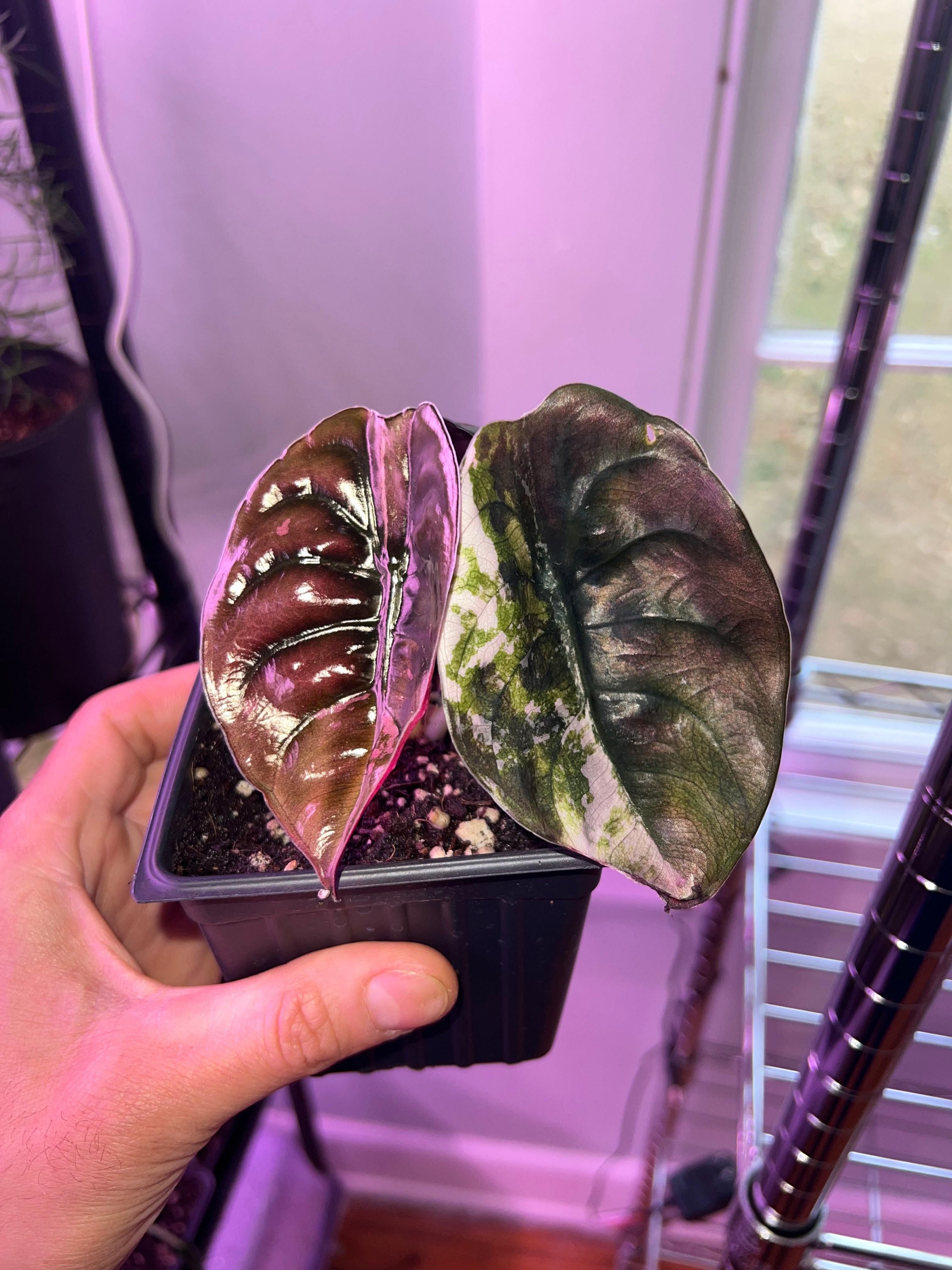 Alocasia True Pink Variegated Cuprea