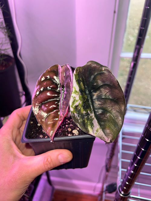 Alocasia True Pink Variegated Cuprea