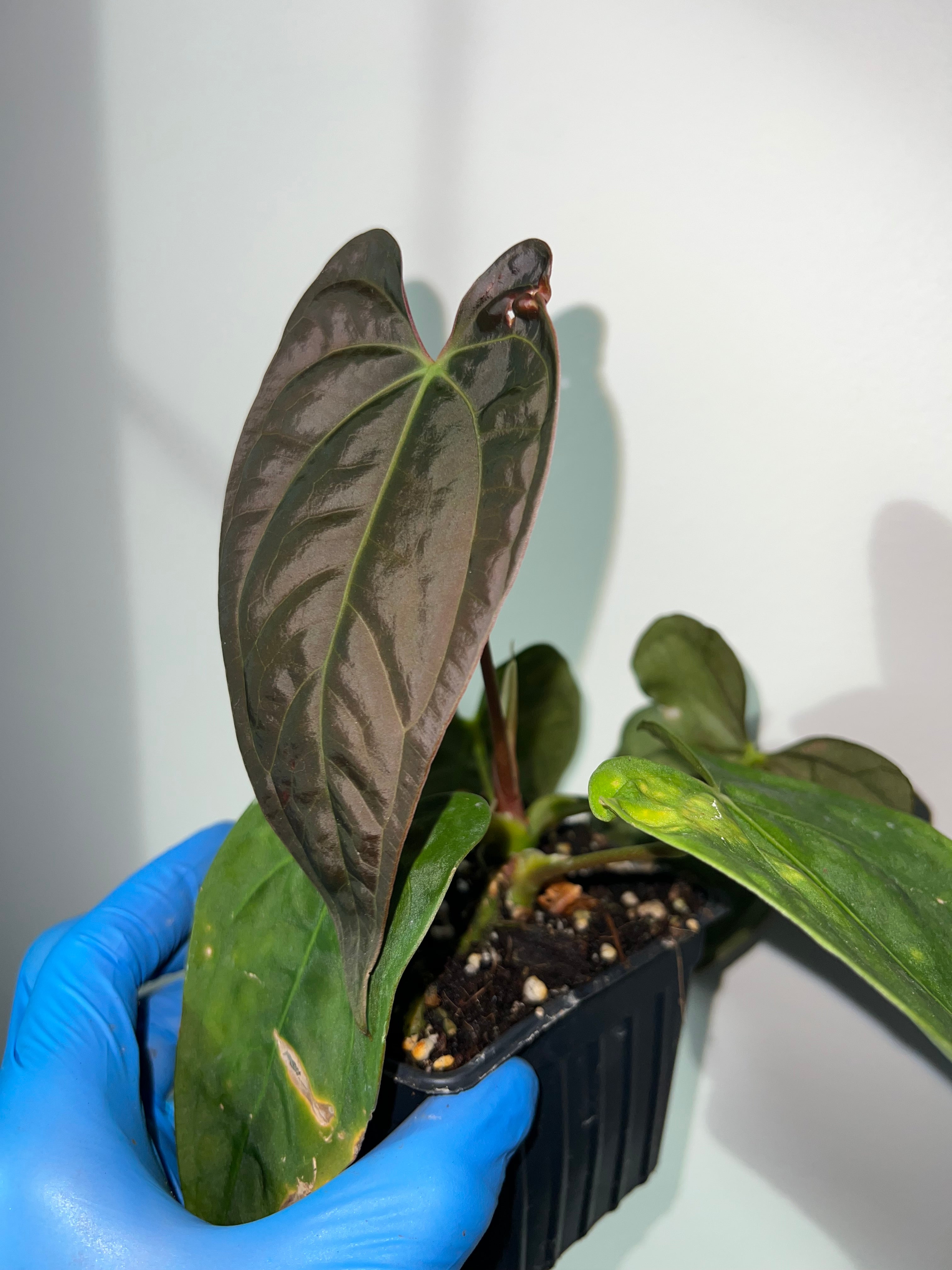 anthurium papillilaminum