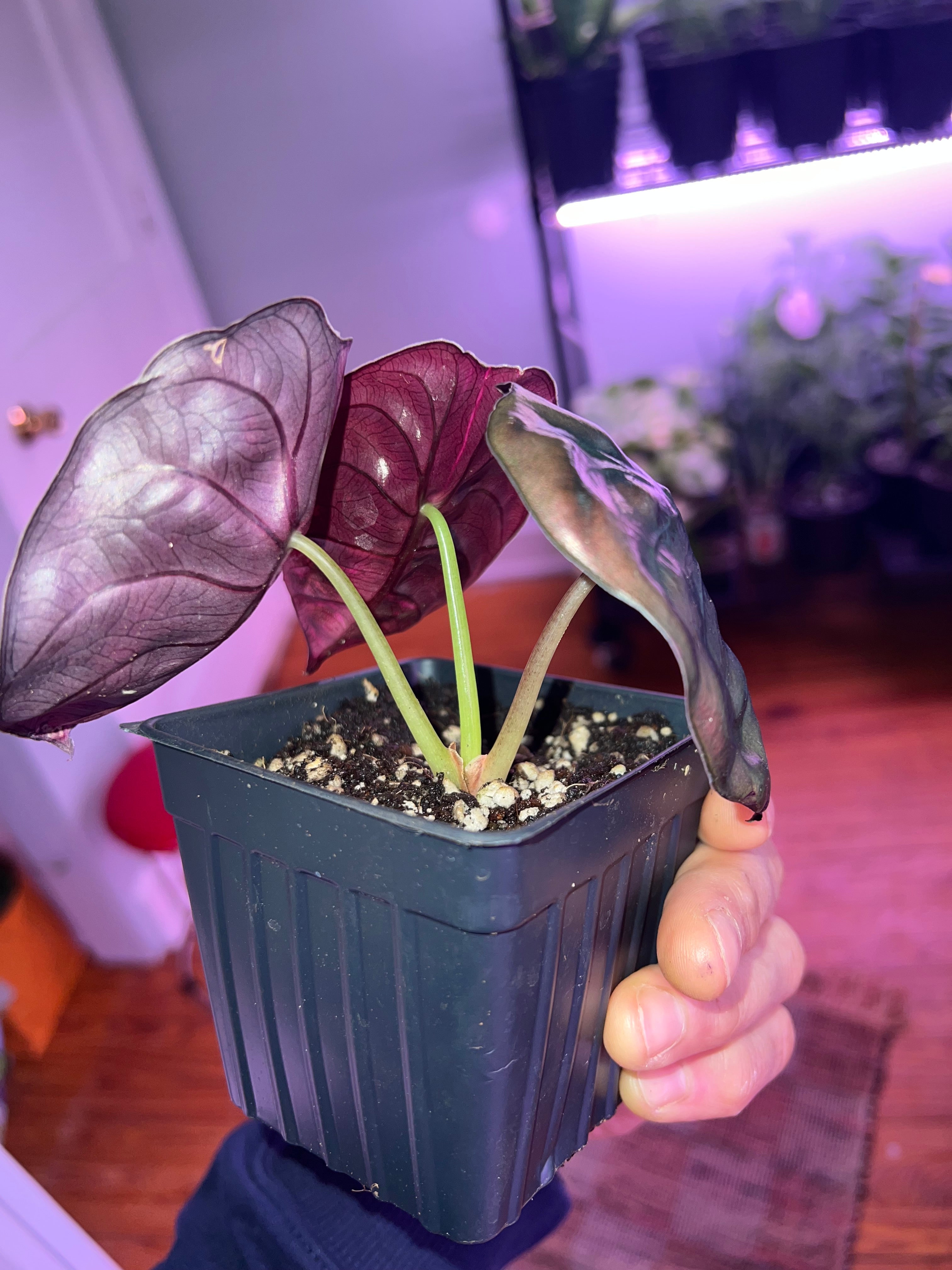Alocasia True Pink Variegated Cuprea
