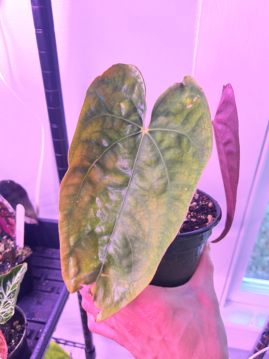 anthurium papillilaminum