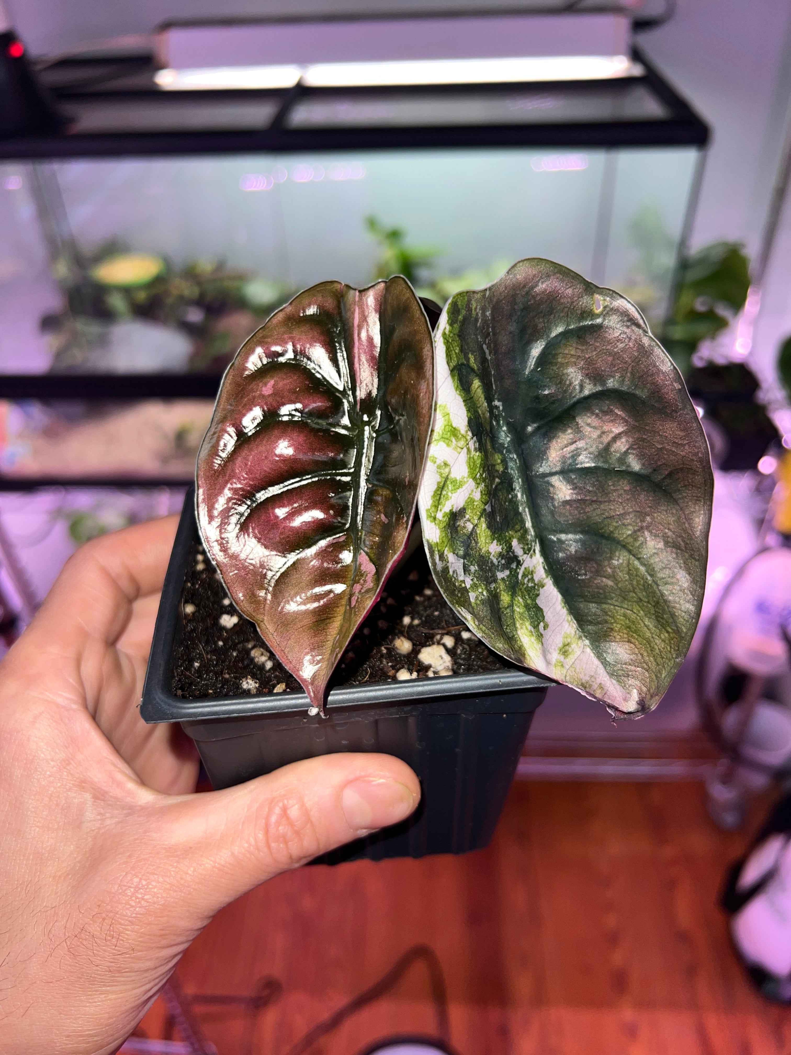 Alocasia True Pink Variegated Cuprea