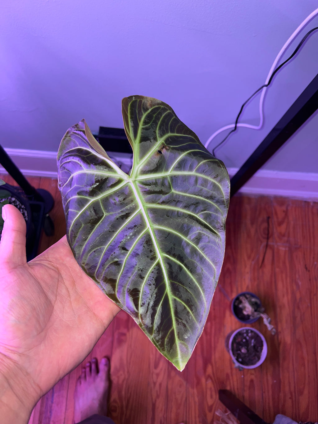 anthurium regale