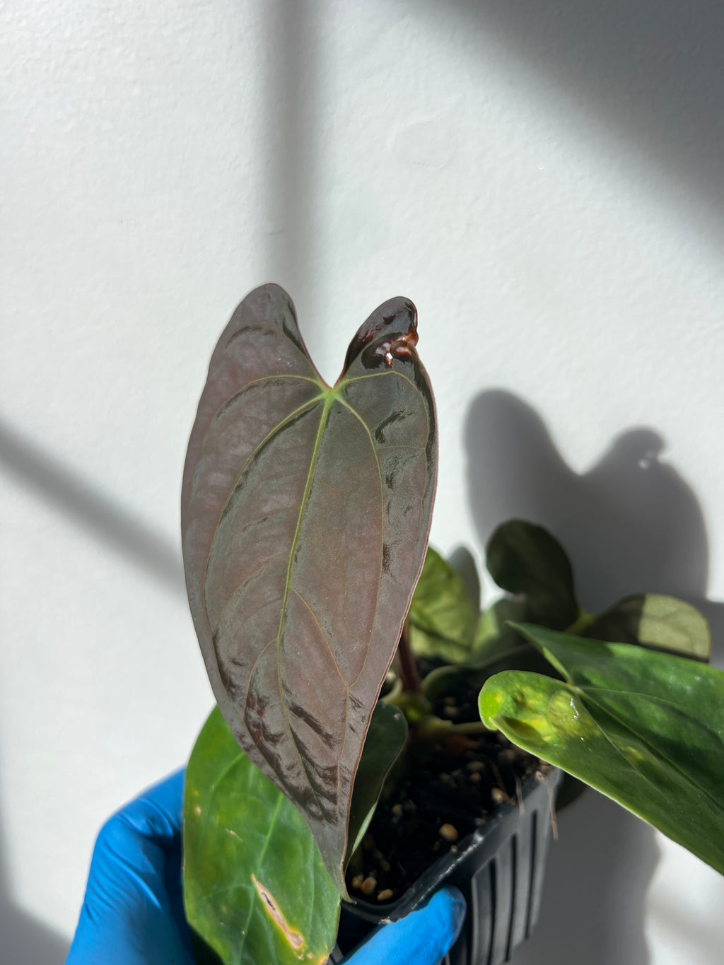 anthurium papillilaminum