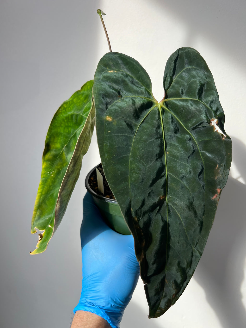 anthurium papillilaminum