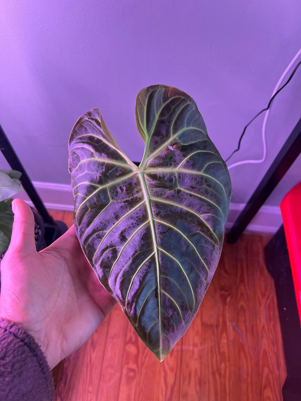 anthurium regale