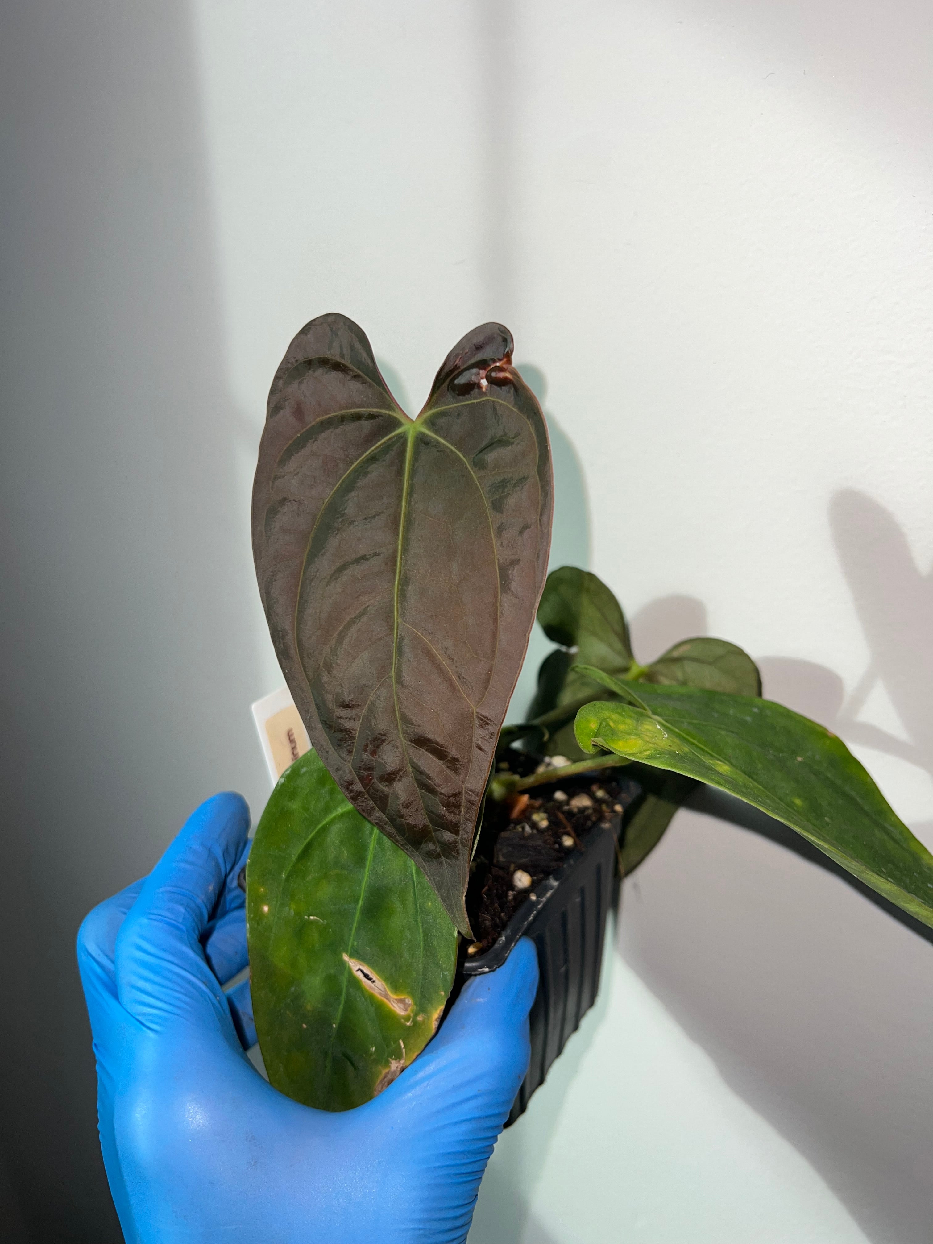 anthurium papillilaminum